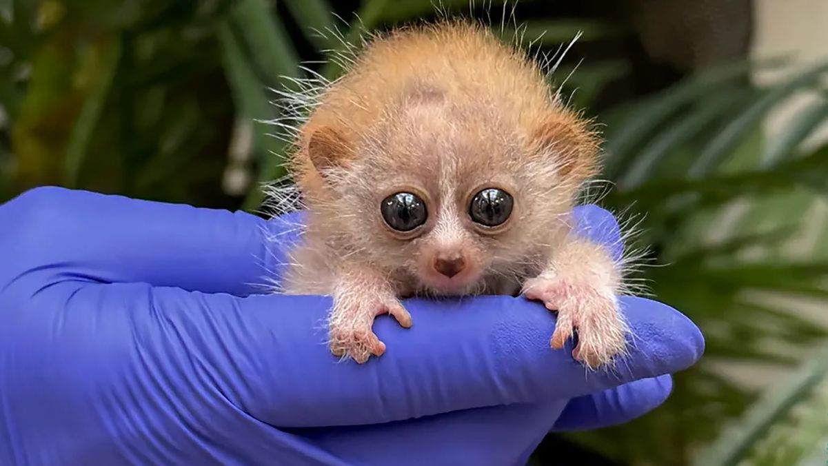 Симпатична смерть: найнебезпечніші тварини, які видаються милими Симпатична смерть: найнебезпечніші тварини, які видаються милими