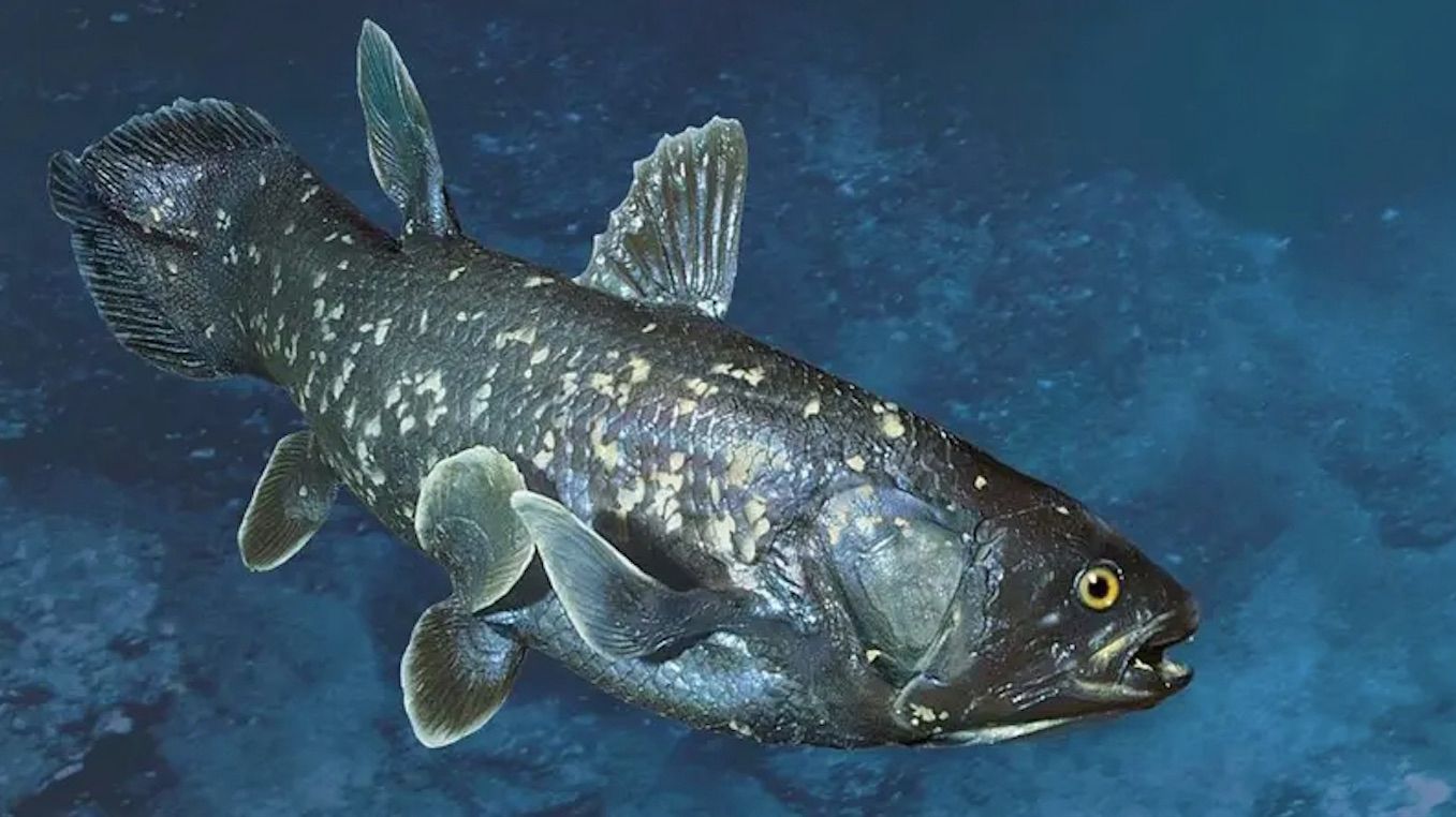 Какое животное живет на Земле уже сотни миллионы лет