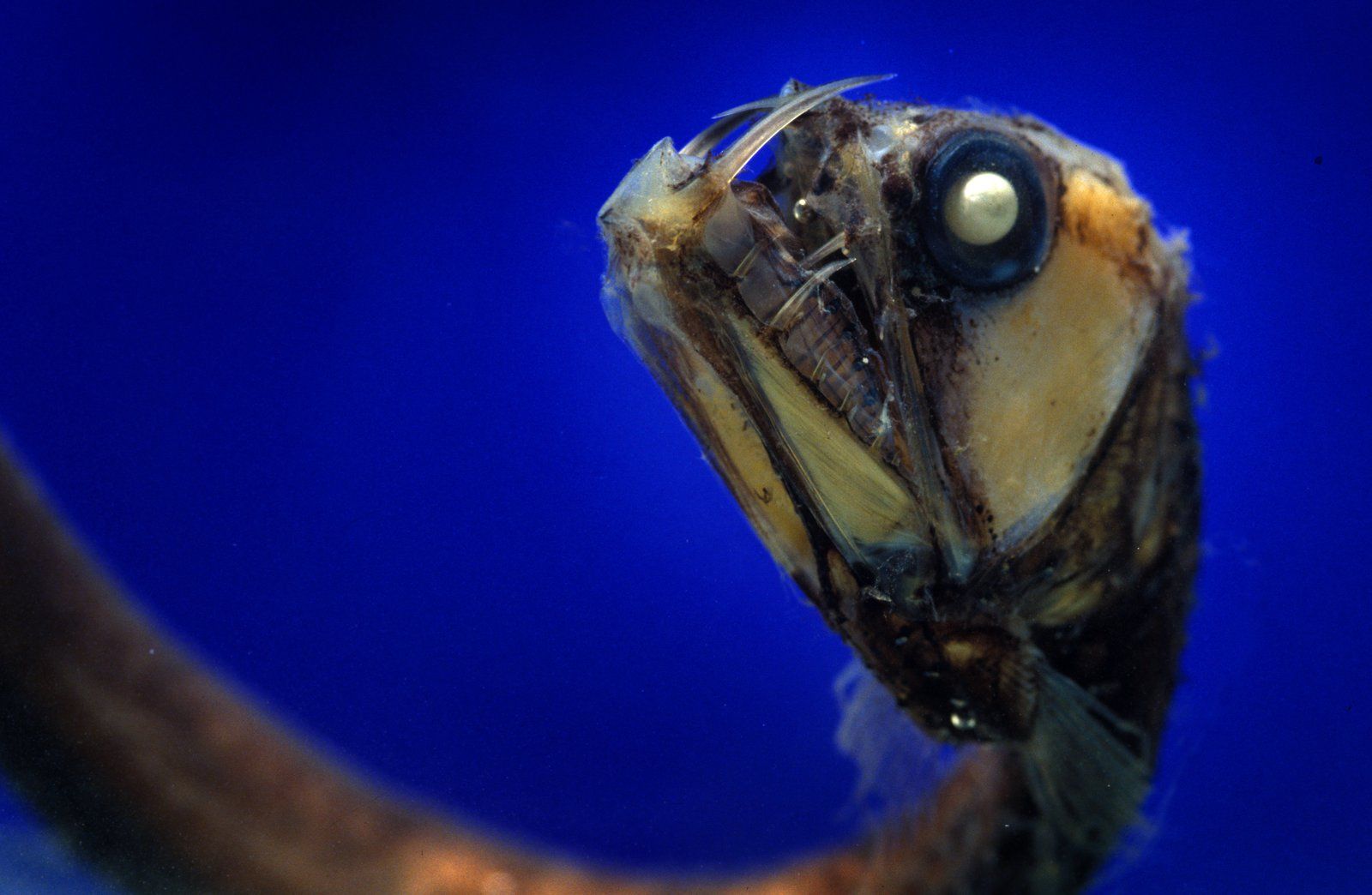 Ви більше ніколи не купатиметесь в океані: 7 глибоководних створінь, схожих на іншопланетян Ви більше ніколи не купатиметесь в океані: 7 глибоководних створінь, схожих на іншопланетян