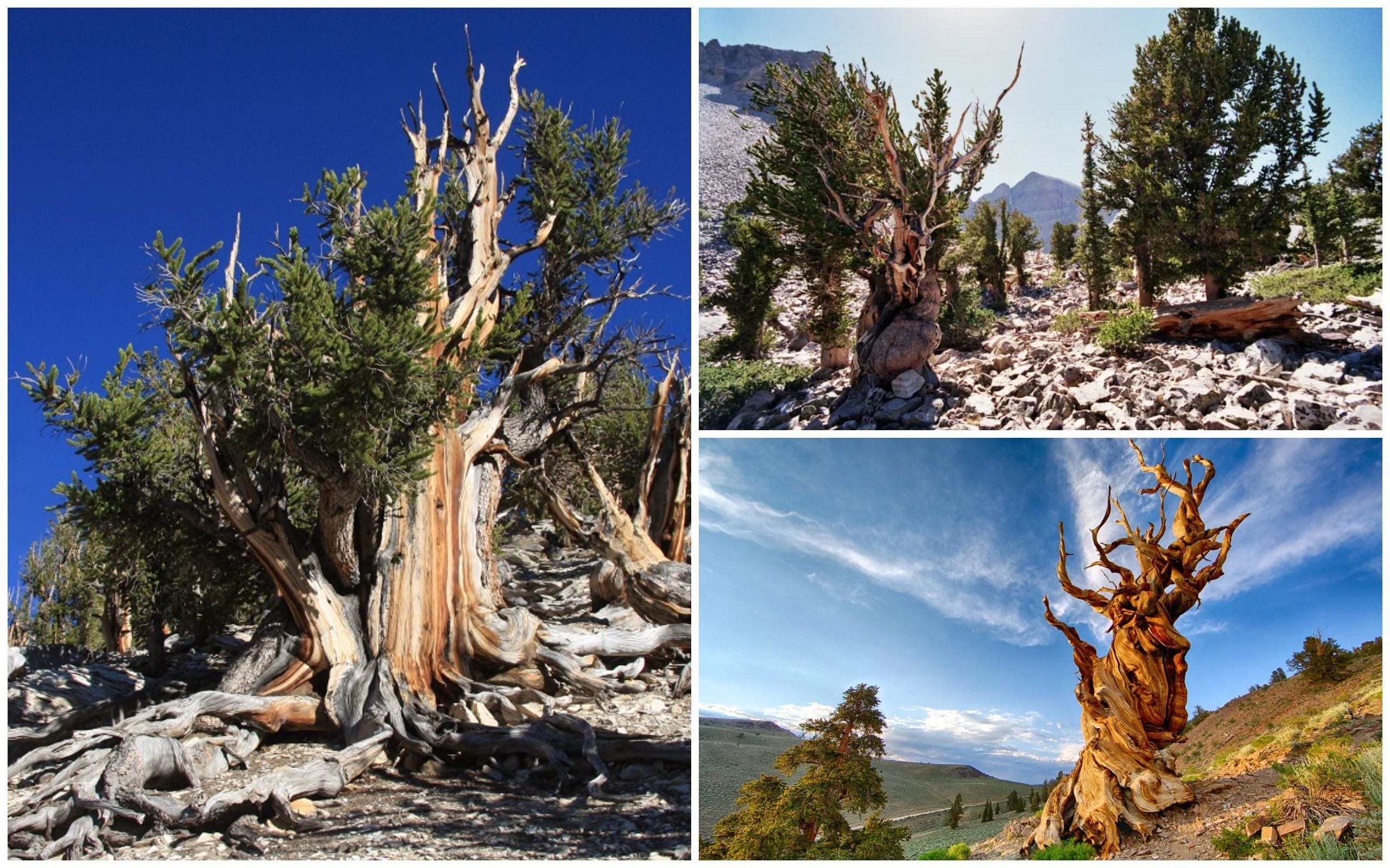Де росте найстаріше дерево у світі Де росте найстаріше дерево у світі