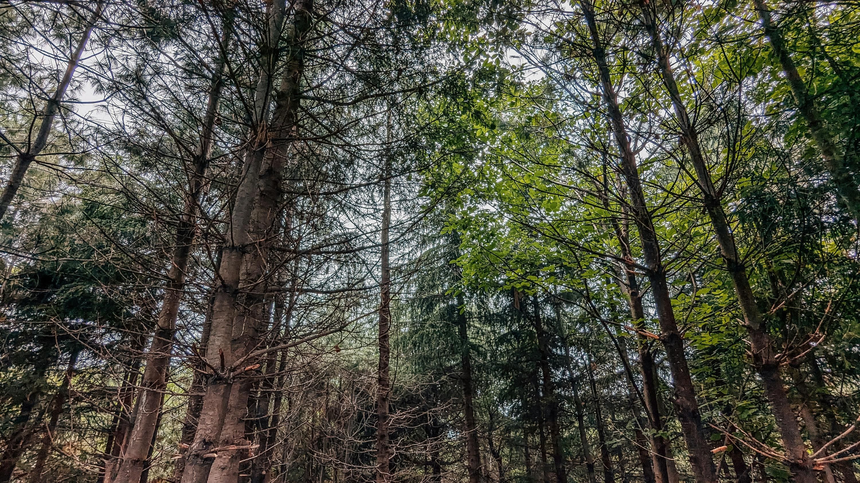 Які дерева є найвищими у світі Які дерева є найвищими у світі