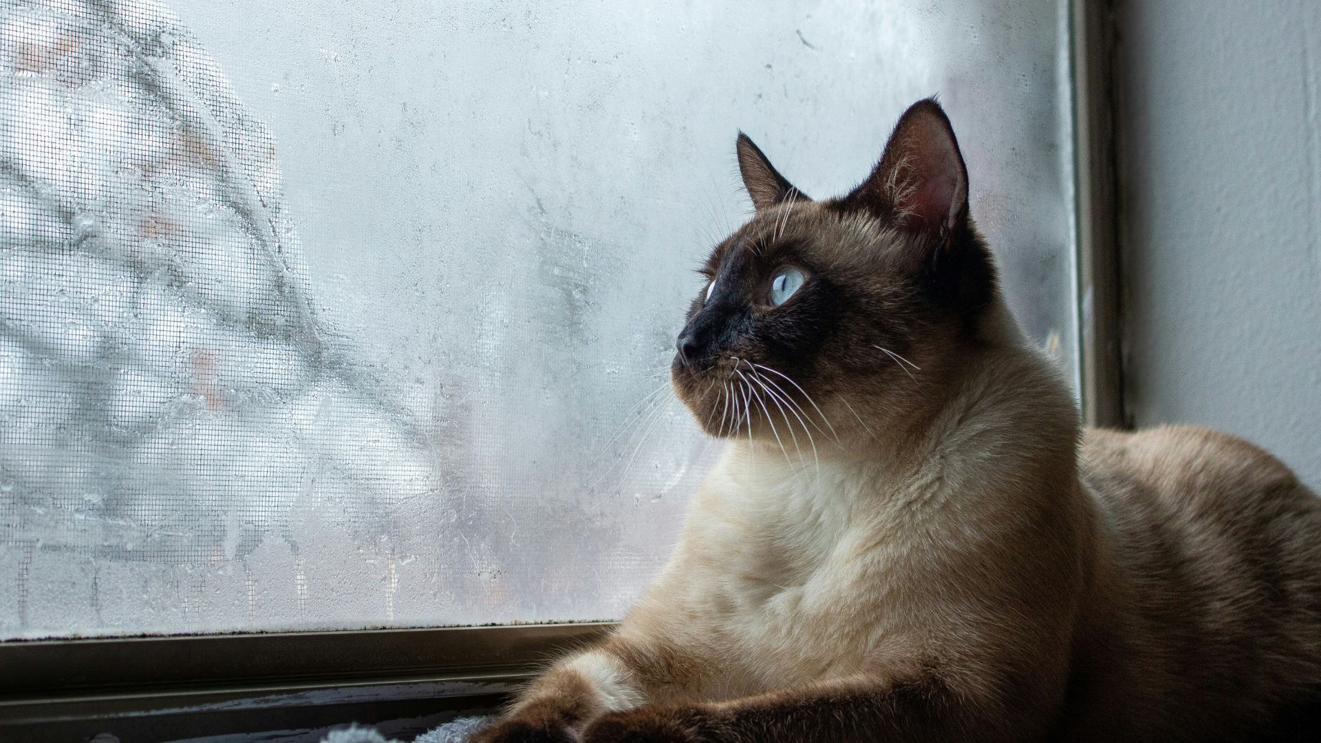 Які коти живуть найдовше - Цікаве 24 Які коти живуть найдовше - Цікаве 24