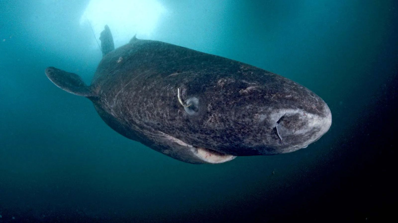 Некоторым тысячи лет: 10 старейших живых существ на планете Некоторым тысячи лет: 10 старейших живых существ на планете