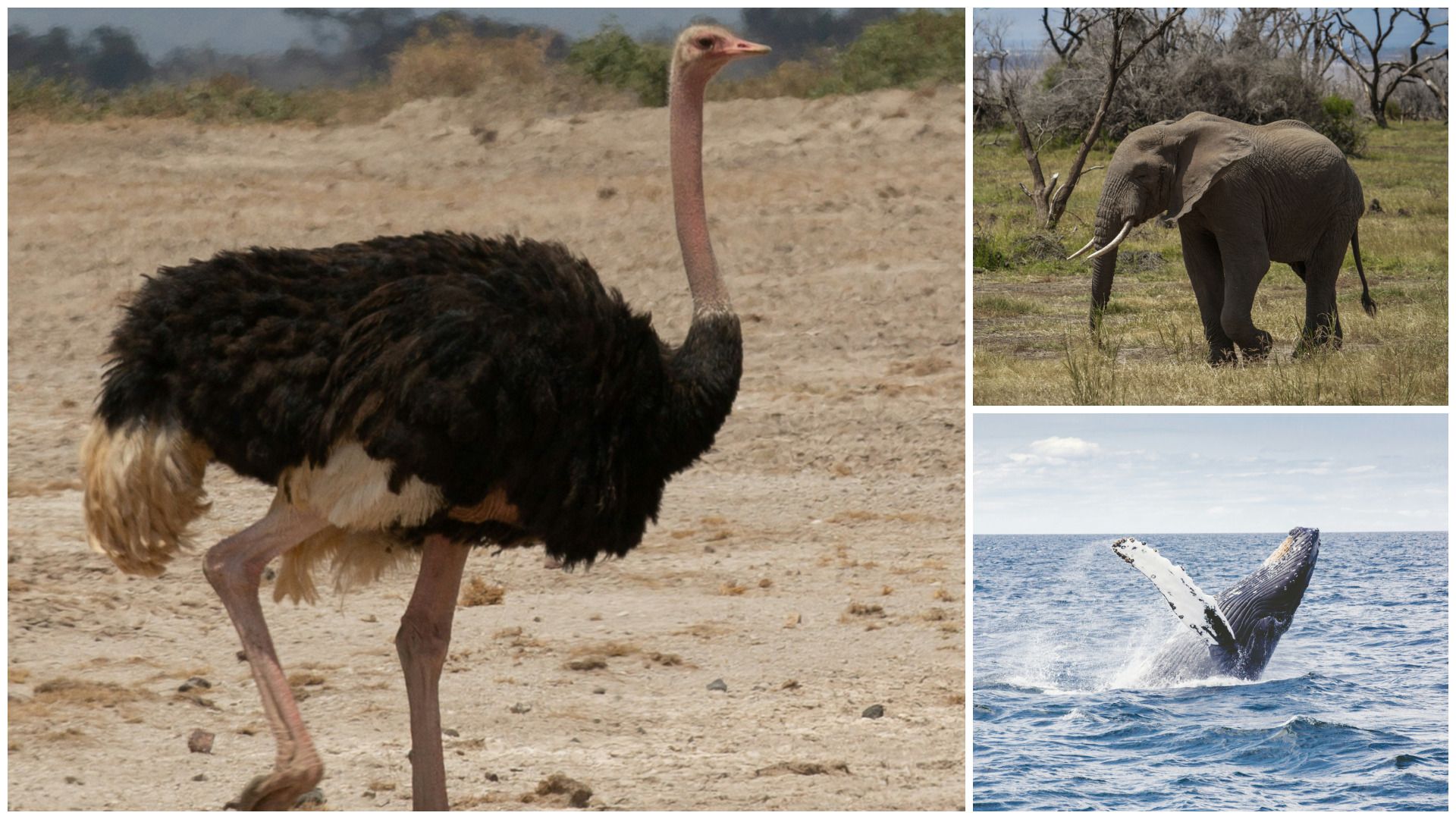 Деякі довжиною, як 10 поверховий будинок: які найбільші тварини світу Деякі довжиною, як 10 поверховий будинок: які найбільші тварини світу