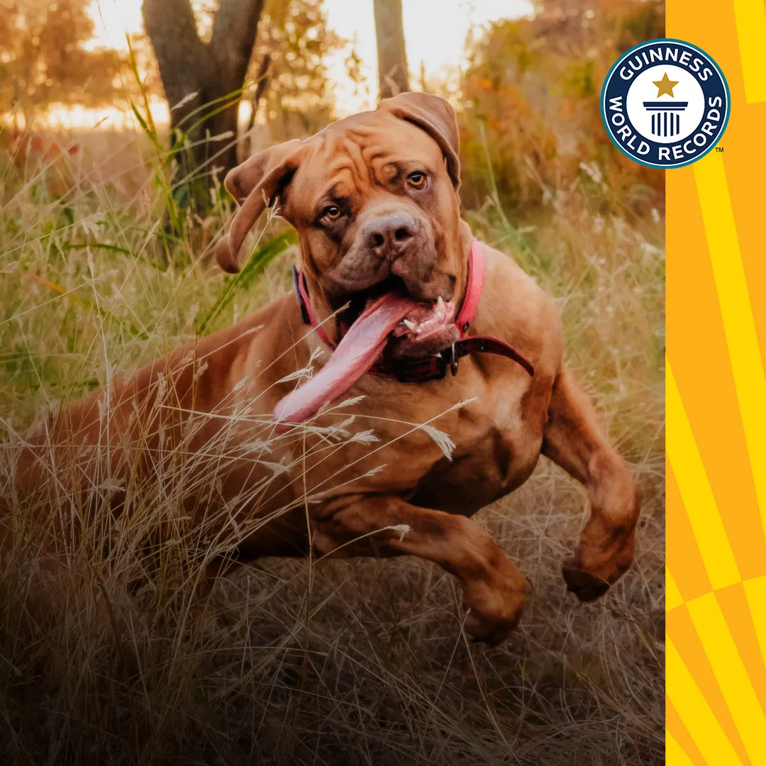 Оззі собака з найдовшим язиком родина Пік Оклахома-Сіті США