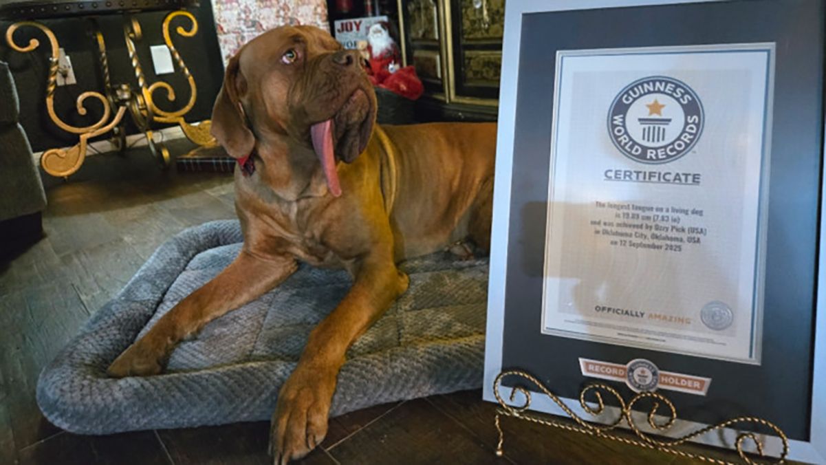 Побил даже рекорды людей: как выглядит собака с самым длинным языком в мире Побил даже рекорды людей: как выглядит собака с самым длинным языком в мире