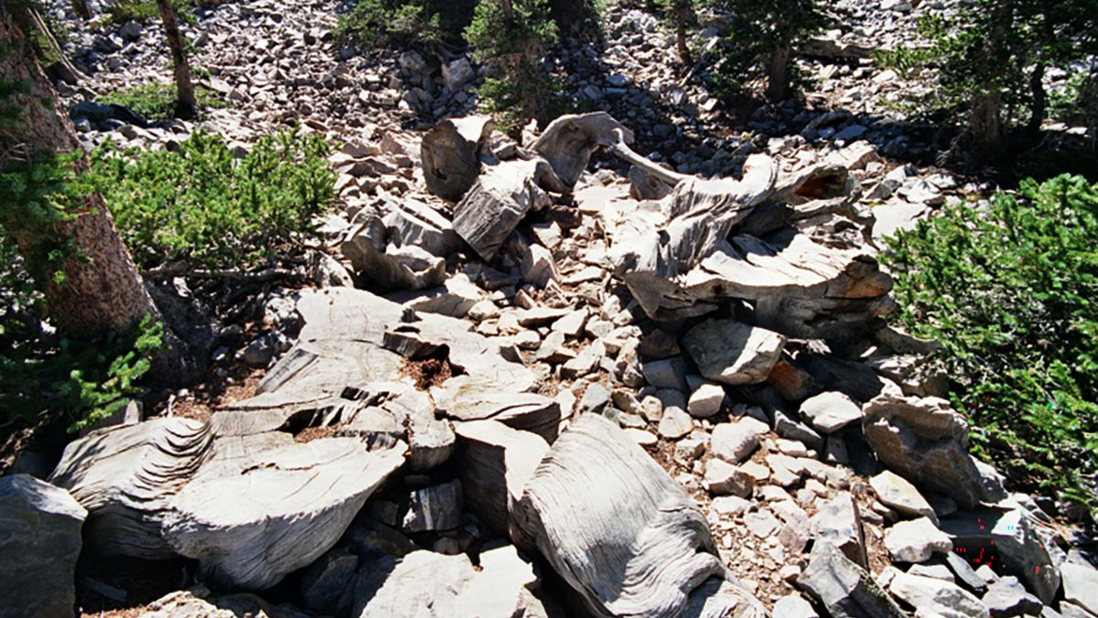 Мир потерял одно из старейших деревьев: как молодой ученый срубил 5000-летнего Прометея