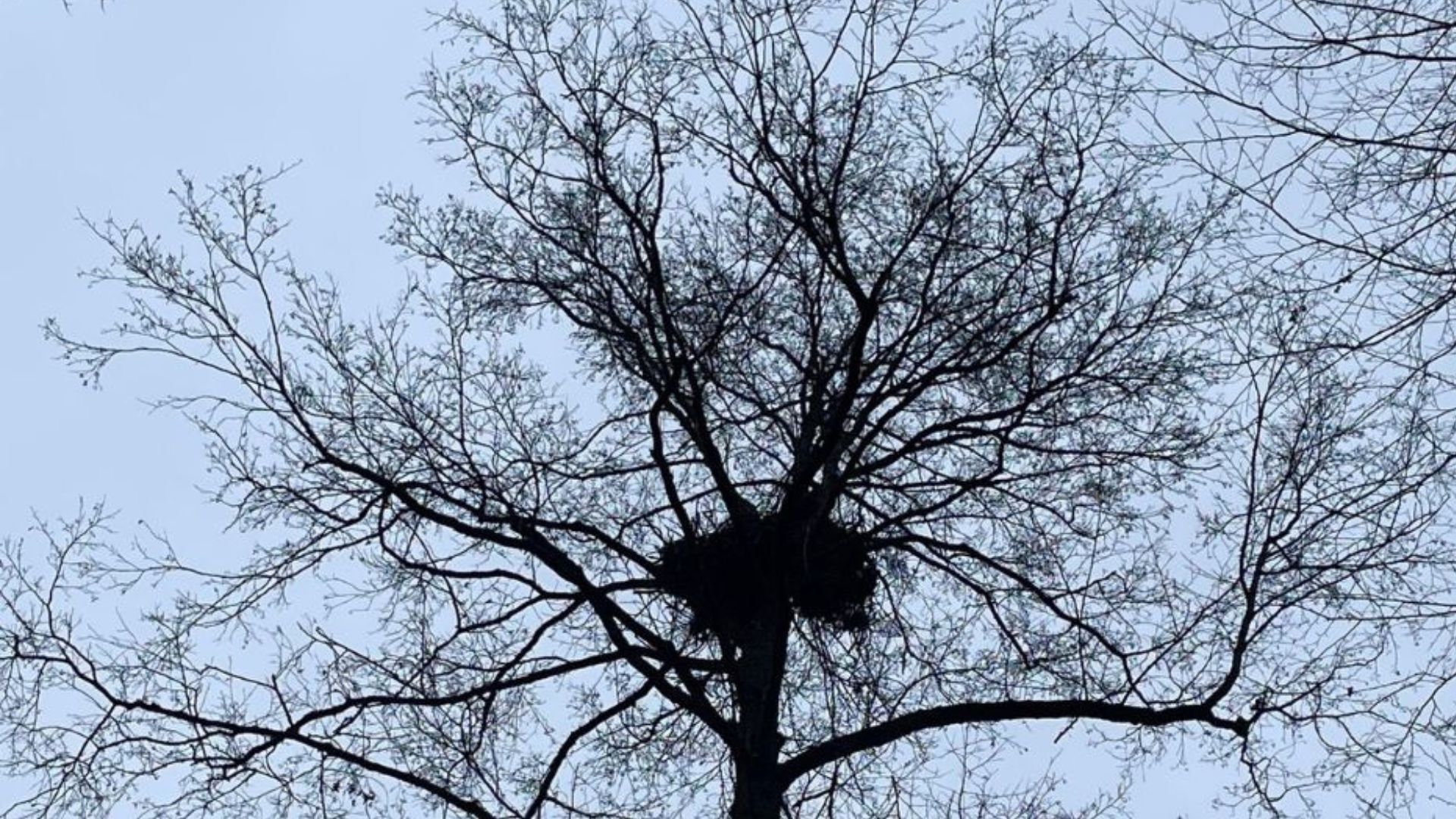 В Чорнобилі зафіксували гніздо рідкісного хижого птаха - Цікаве 24 В Чорнобилі зафіксували гніздо рідкісного хижого птаха - Цікаве 24