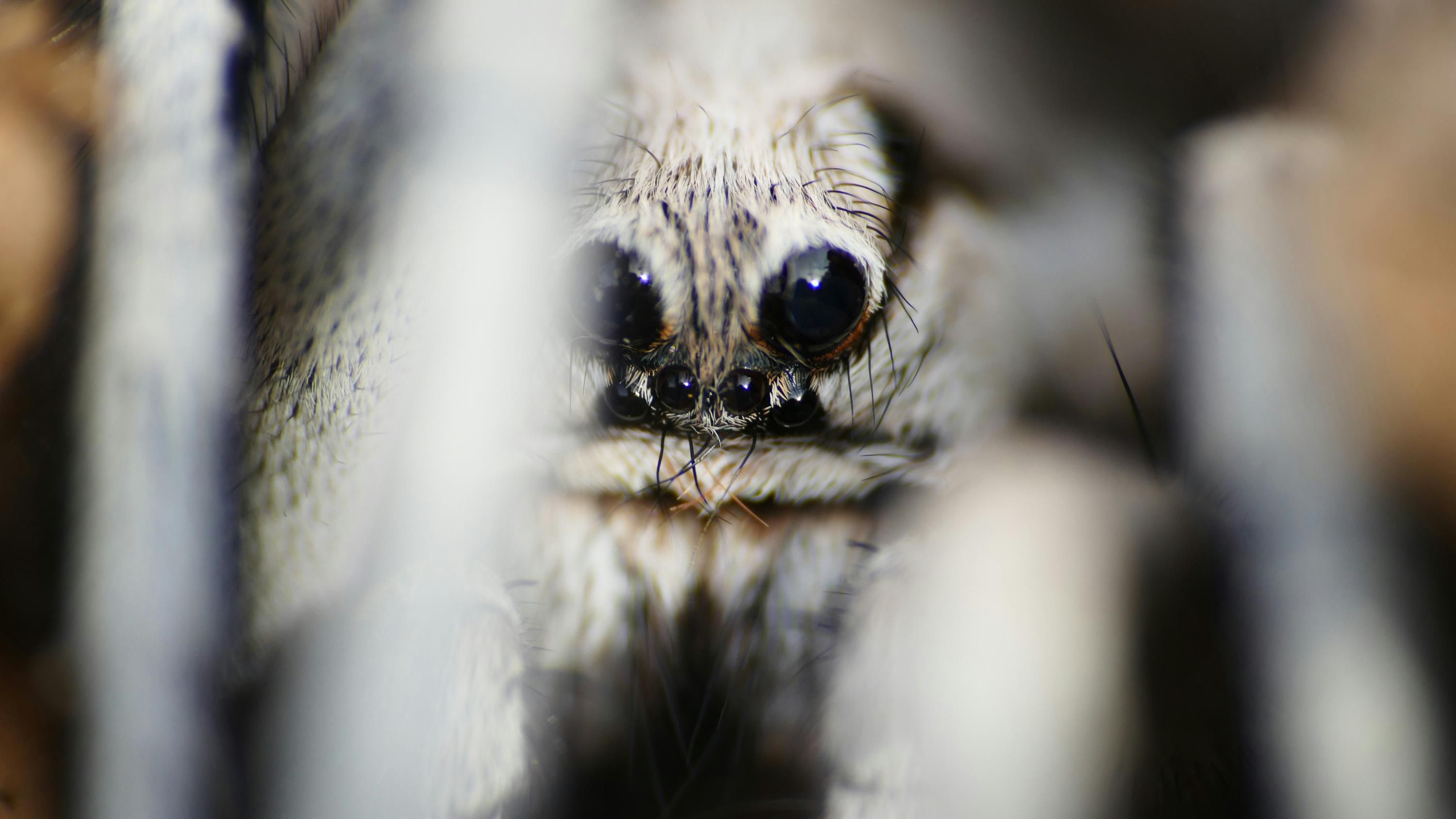 Найстаріший у світі павук прожив 43 роки Найстаріший у світі павук прожив 43 роки