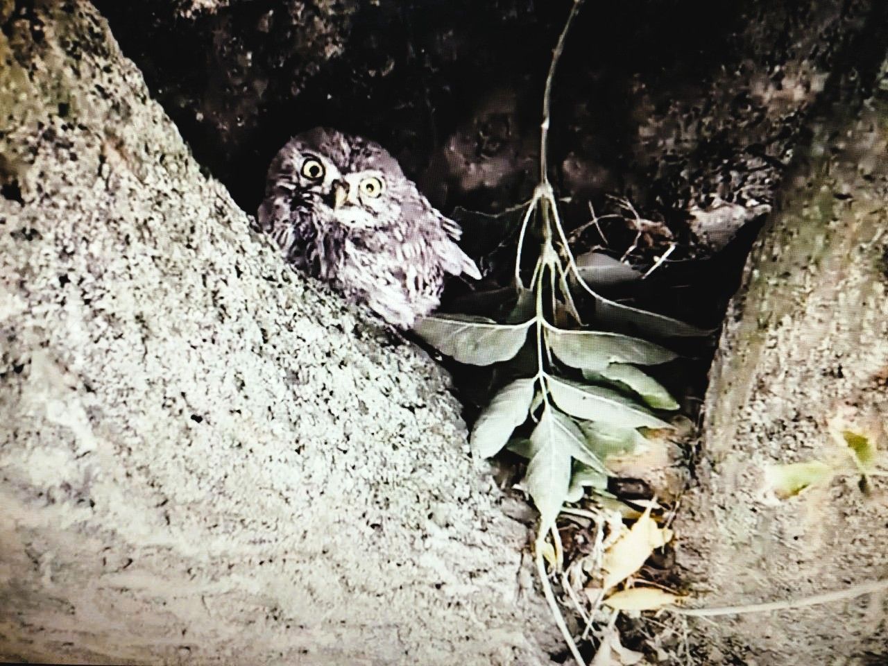 Сыч домашний в Одесской области Сыч домашний в Одесской области