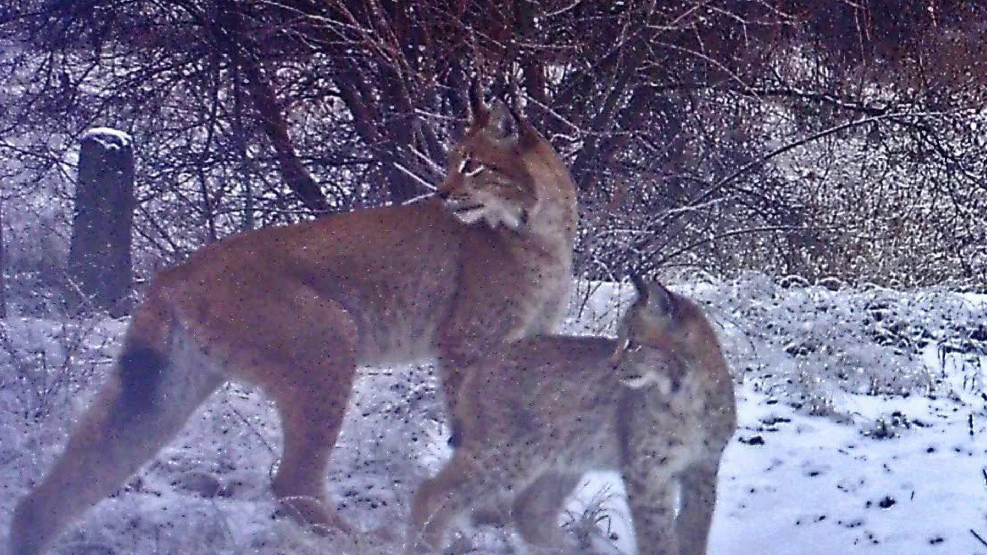 У Чорнобильському заповіднику помітили рись з дитинчам - Цікаве 24
