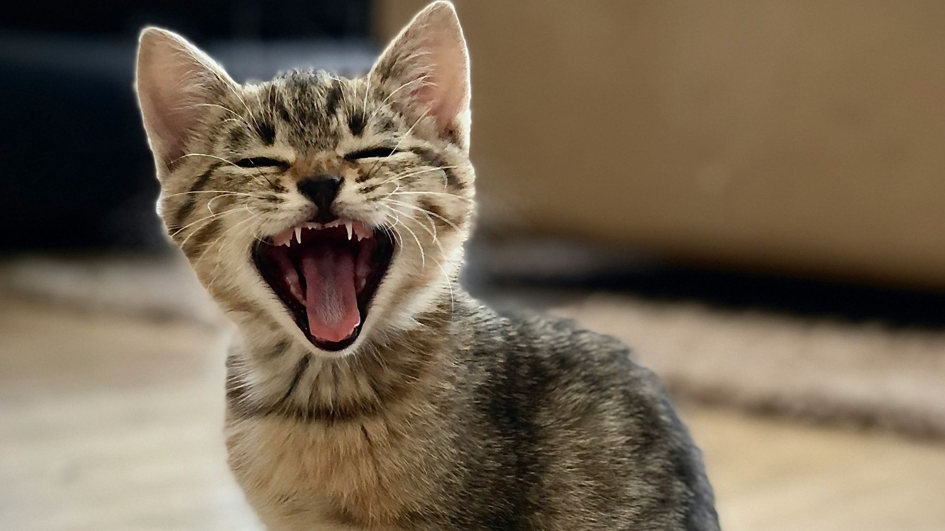 Почему коты боятся пылесоса и фена