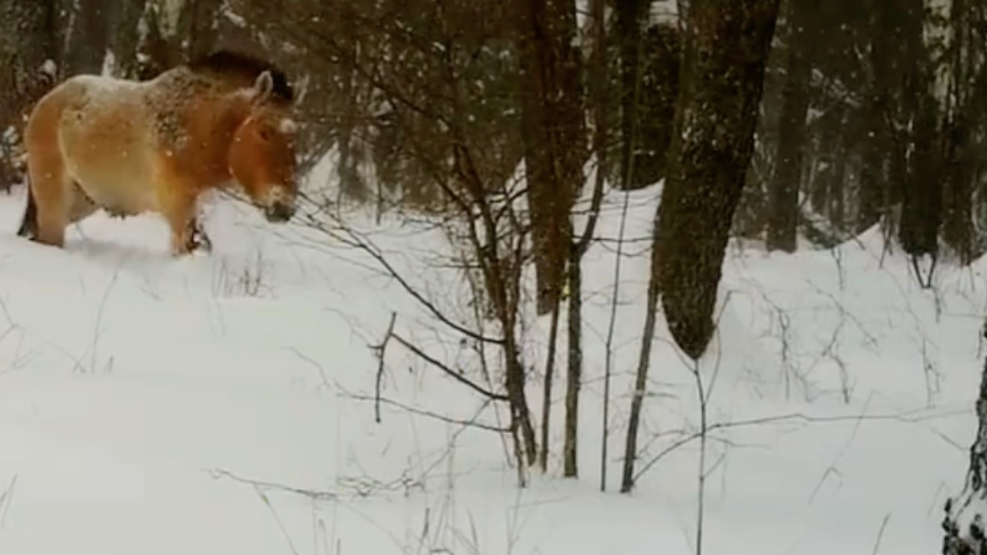 У Чорнобильській зоні помітили рідкісного дикого коня