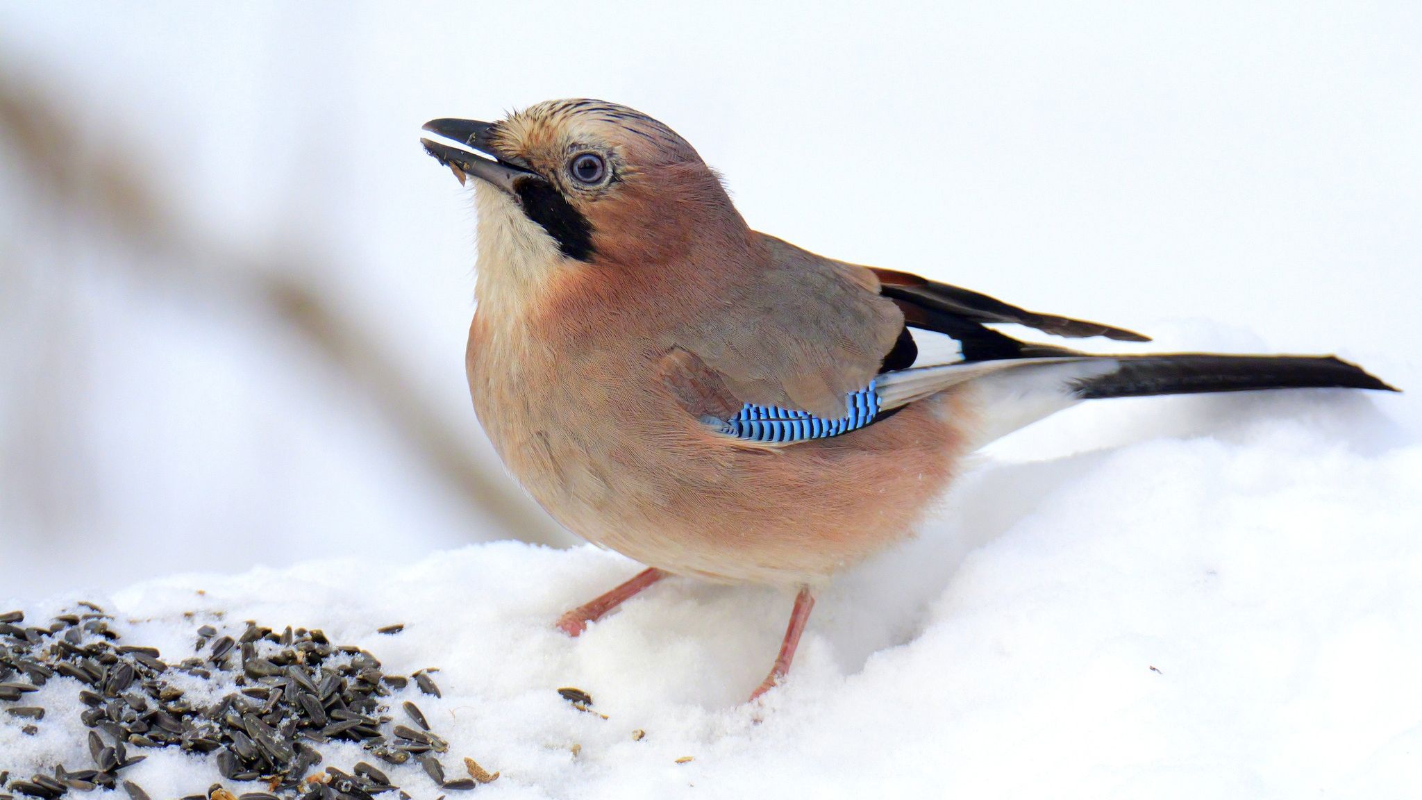 В Днепре заметили сойку: что это птица и чем она особенная