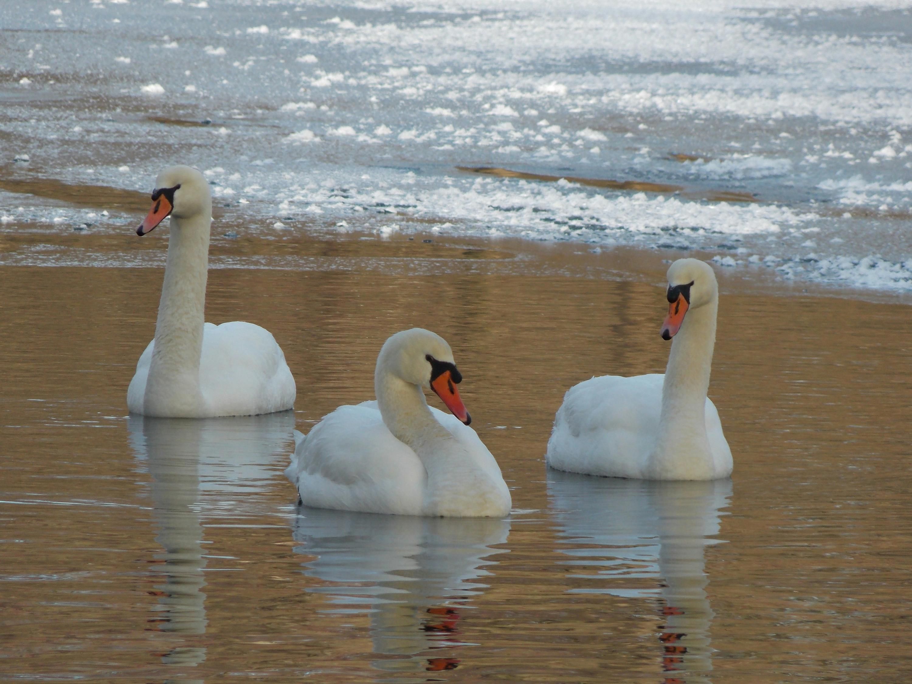 Чому не треба "рятувати" лебедів на кризі - Цікаве 24 Чому не треба "рятувати" лебедів на кризі - Цікаве 24