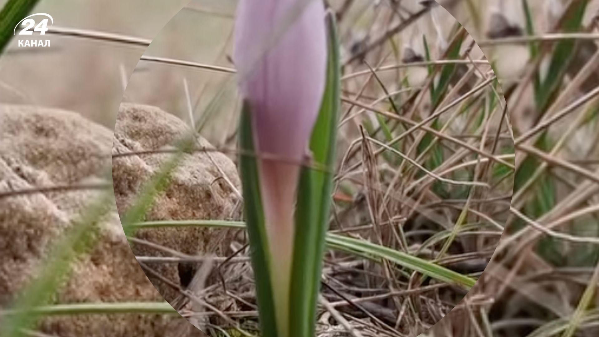 На Одещині неймовірно рано зацвіла рідкісна квітка - Цікаве 24 На Одещині неймовірно рано зацвіла рідкісна квітка - Цікаве 24