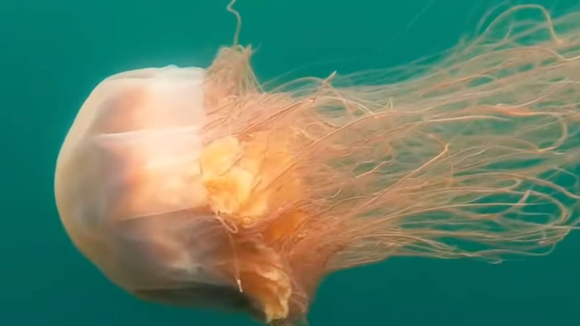В світі є медуза, довжиною понад 30 метрів