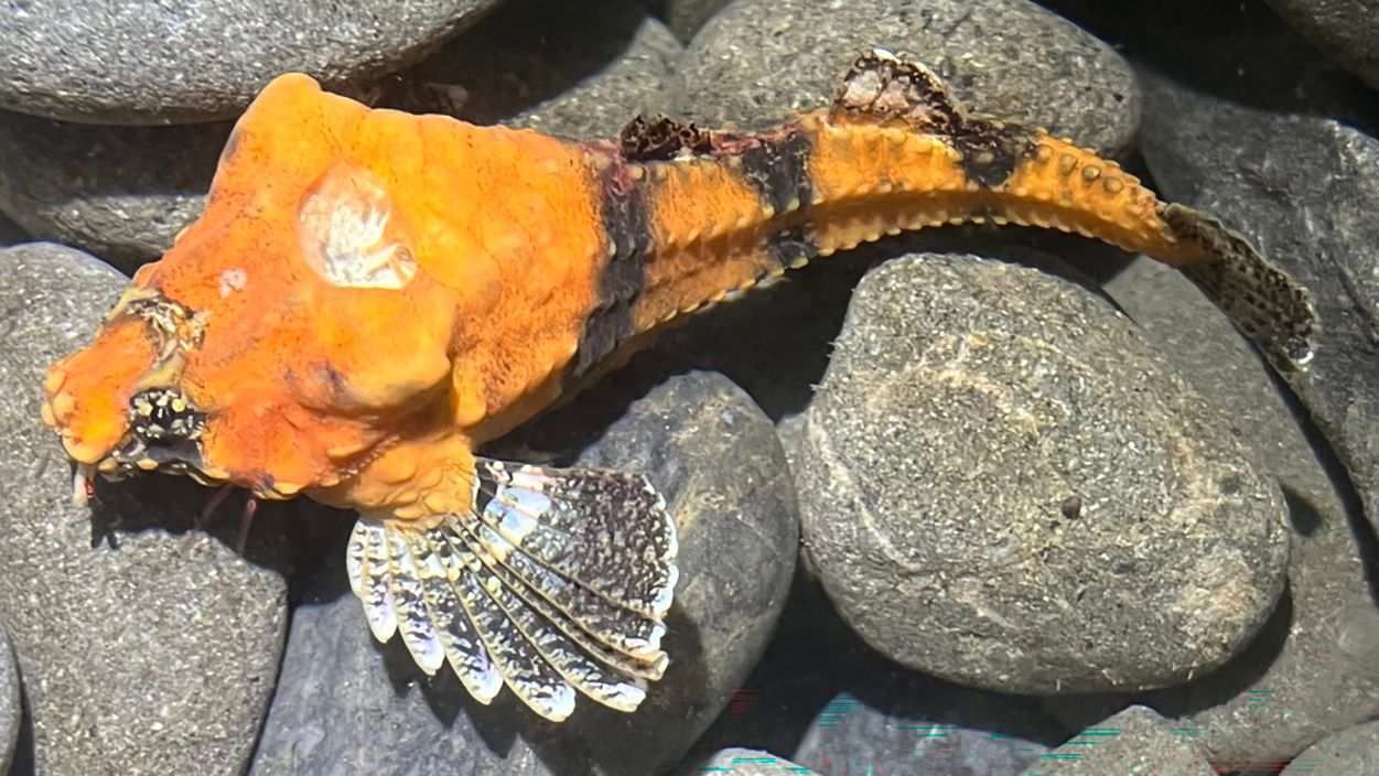 Риба з діркою у голові: вчені розгадали, навіщо природі таке химерне рішення Риба з діркою у голові: вчені розгадали, навіщо природі таке химерне рішення