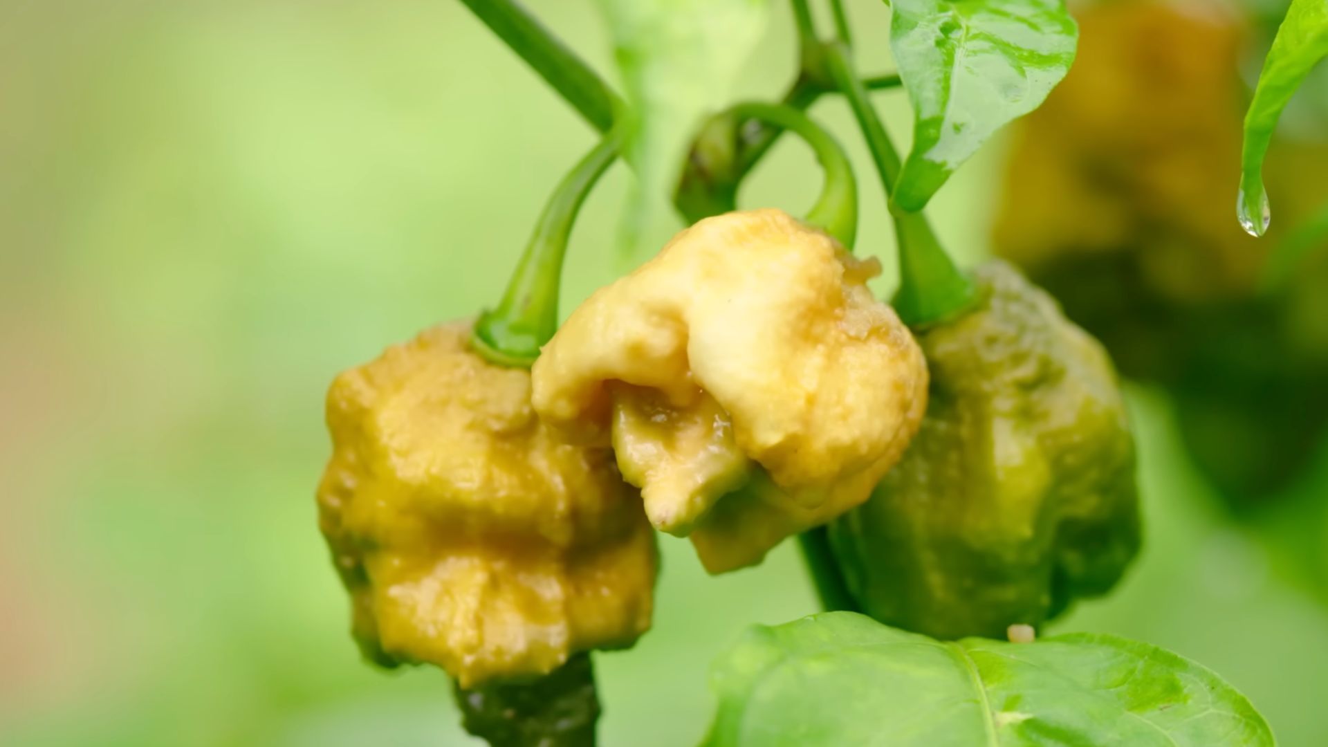 Самый острый перец в мире Самый острый перец в мире