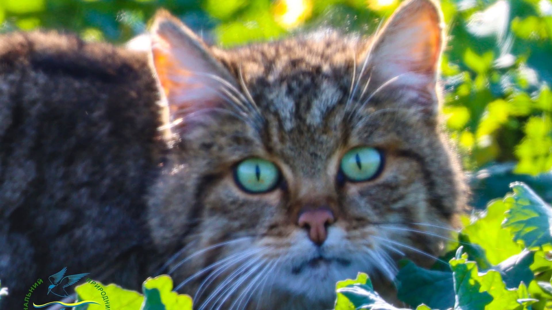 В Одесской области в кадр объектива попал редкий потайной хищник из Красной книги - Интересное 24 В Одесской области в кадр объектива попал редкий потайной хищник из Красной книги - Интересное 24