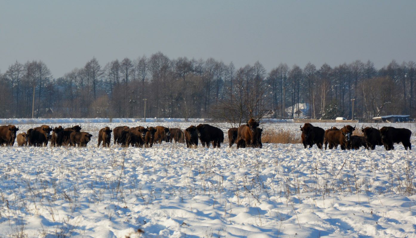 На Львівщині помітили велику популяцію зубрів На Львівщині помітили велику популяцію зубрів