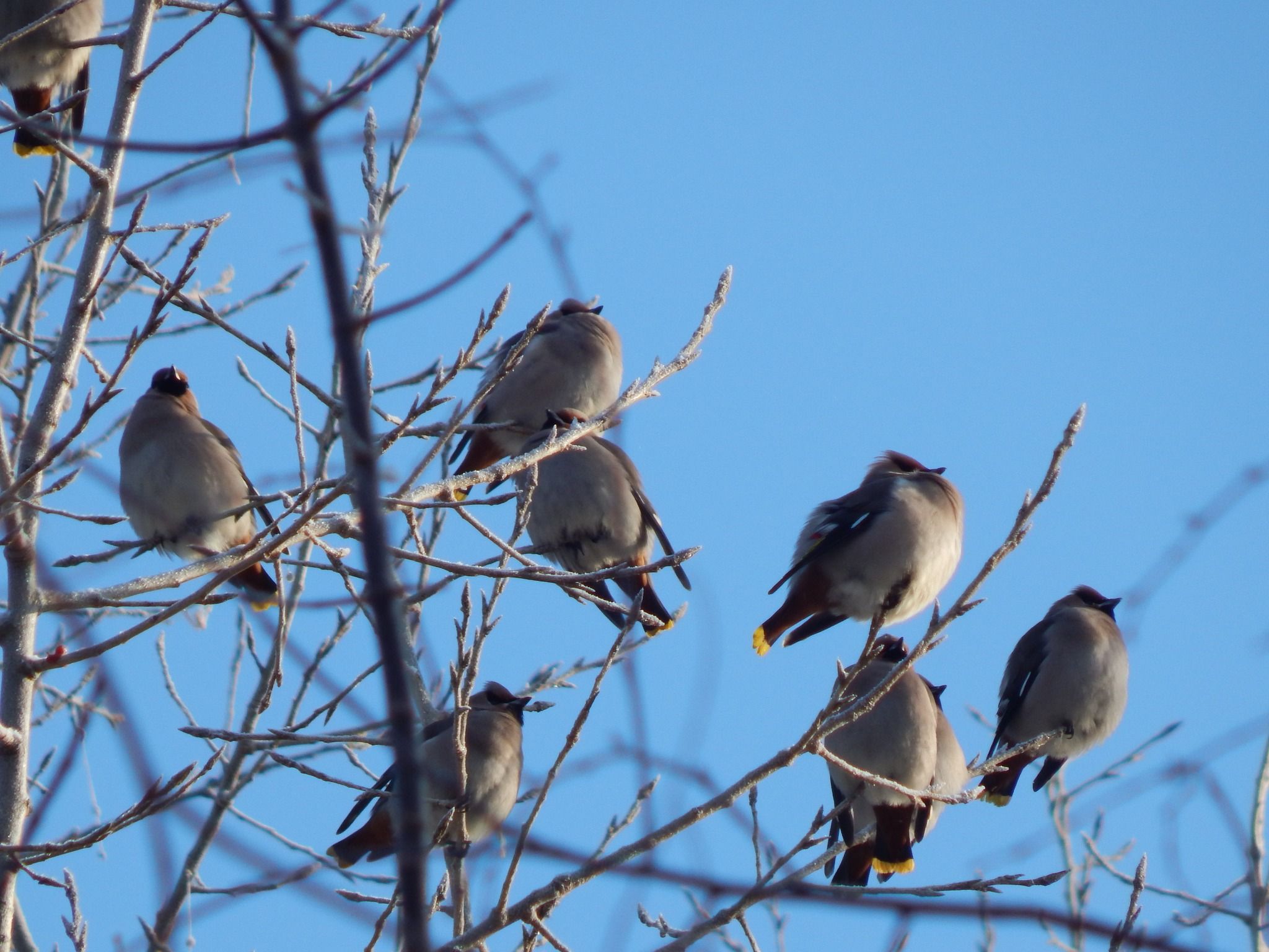 Нашествие свиристелей в волынских лесах - Интересное 24