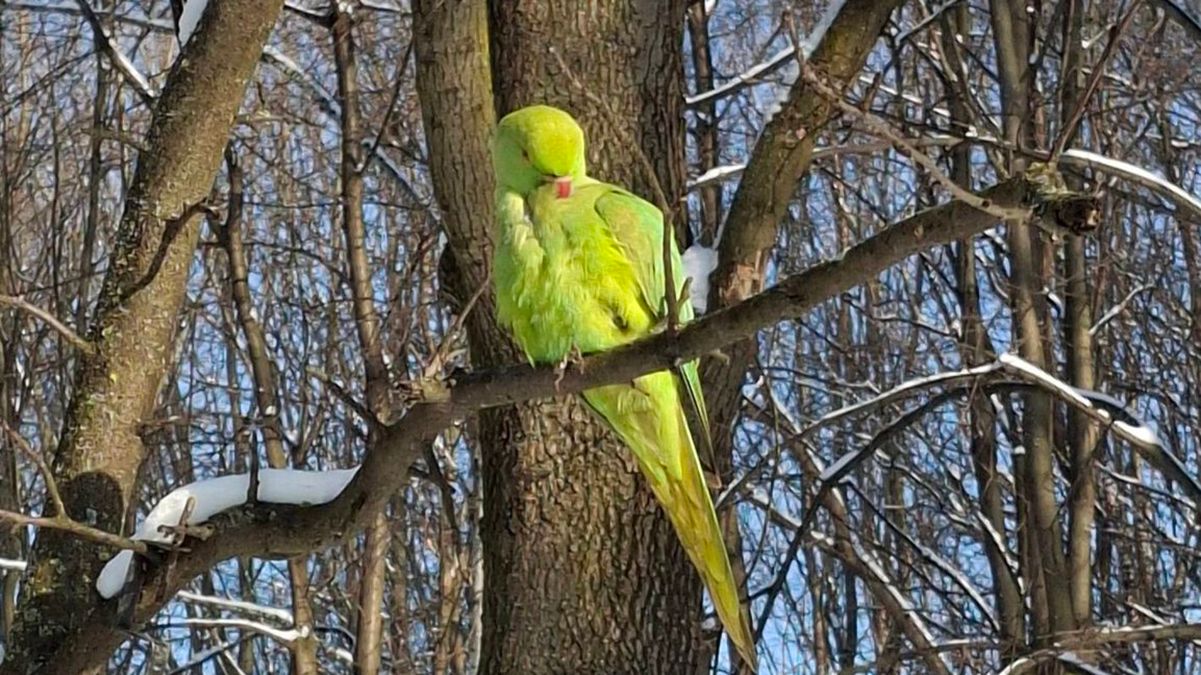 У засніженому парку в Чернівцях помітили яскравих папуг Крамера: що це за птахи та як тут опинилися 