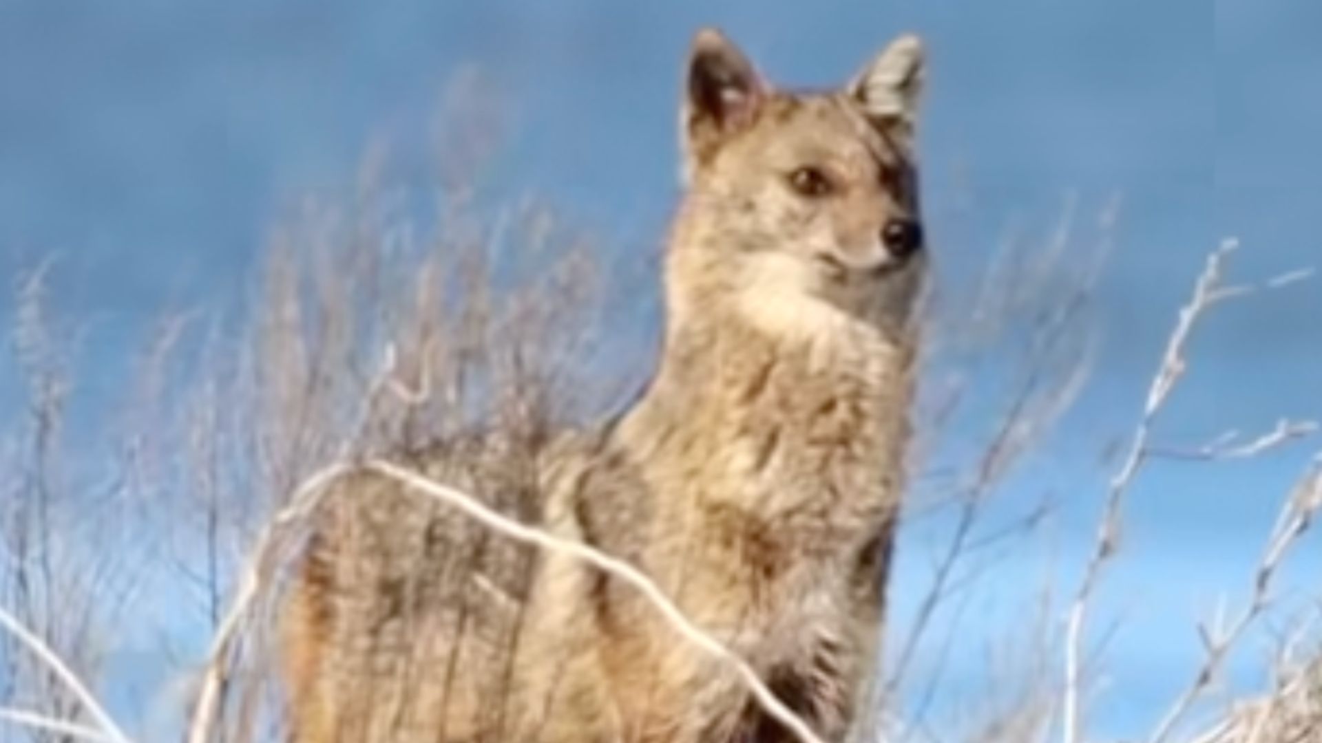 В Одесской области увидели "очень осторожное" животное В Одесской области увидели "очень осторожное" животное