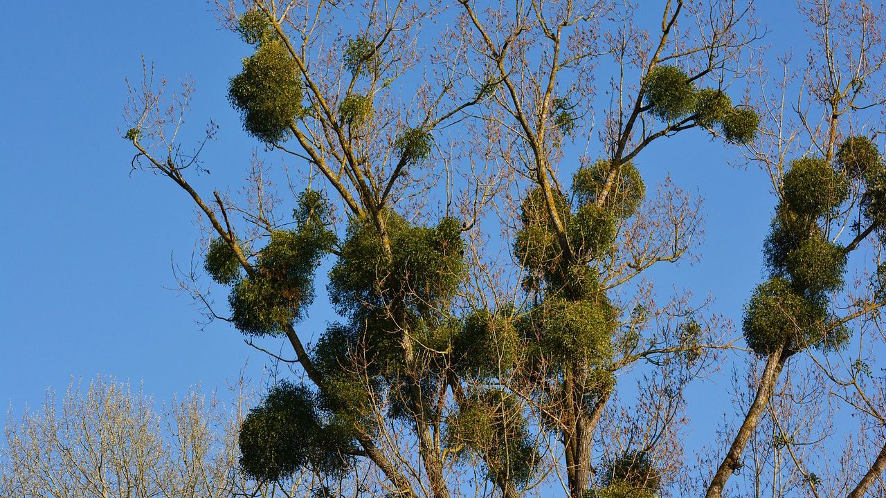 Омела: наскільки небезпечна для дерев і людини та яка від неї користь
