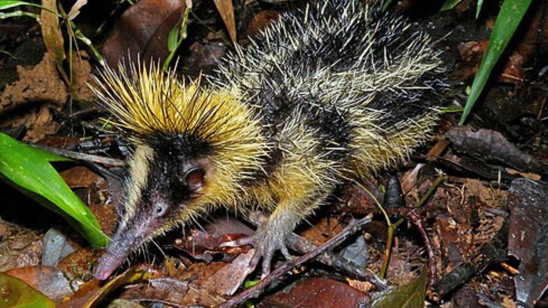 Полосатый тенрек - Интересное 24