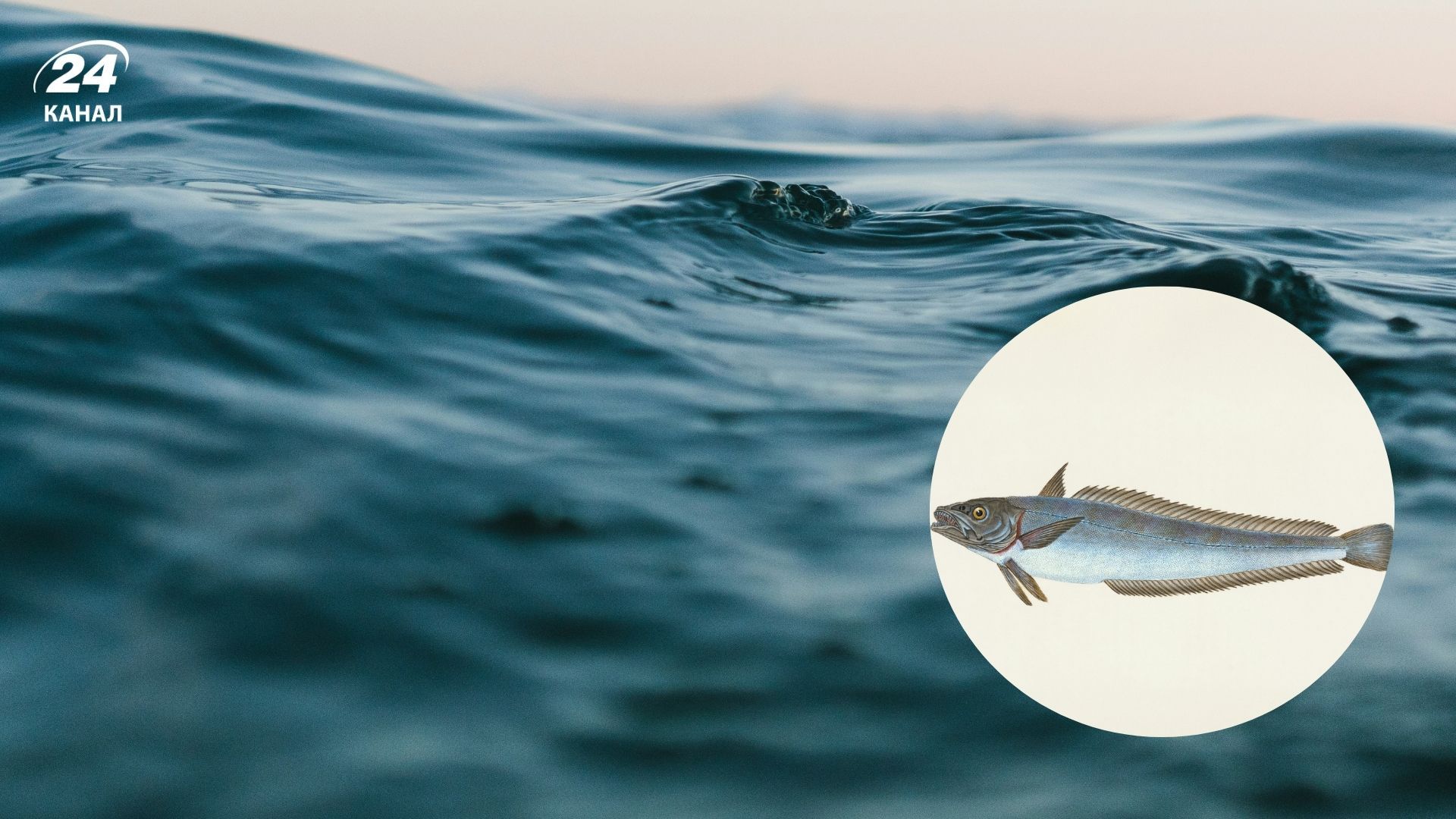 Почему хек в магазинах без головы - Интересное 24 Почему хек в магазинах без головы - Интересное 24