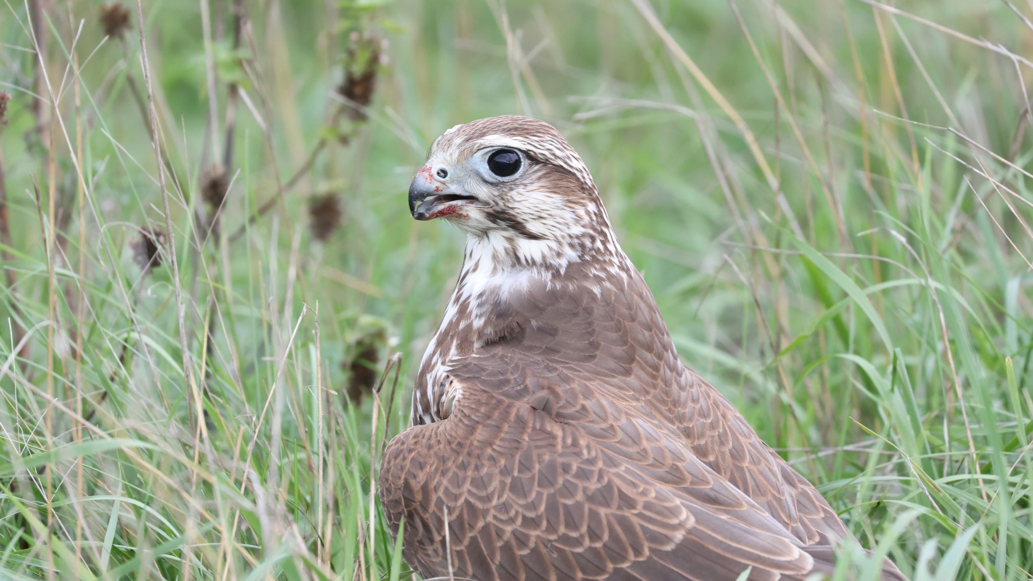 В украинскую степь вернулся сокол балобан В украинскую степь вернулся сокол балобан