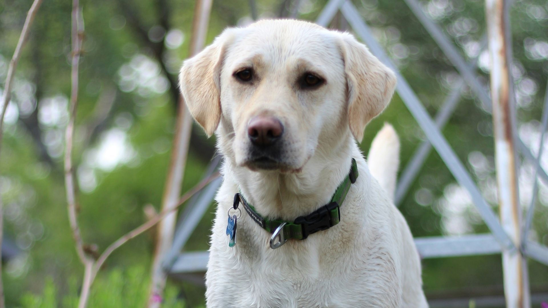 Ветеринари назвали породи собак, які найчастіше нищать речі вдома - Цікаве 24