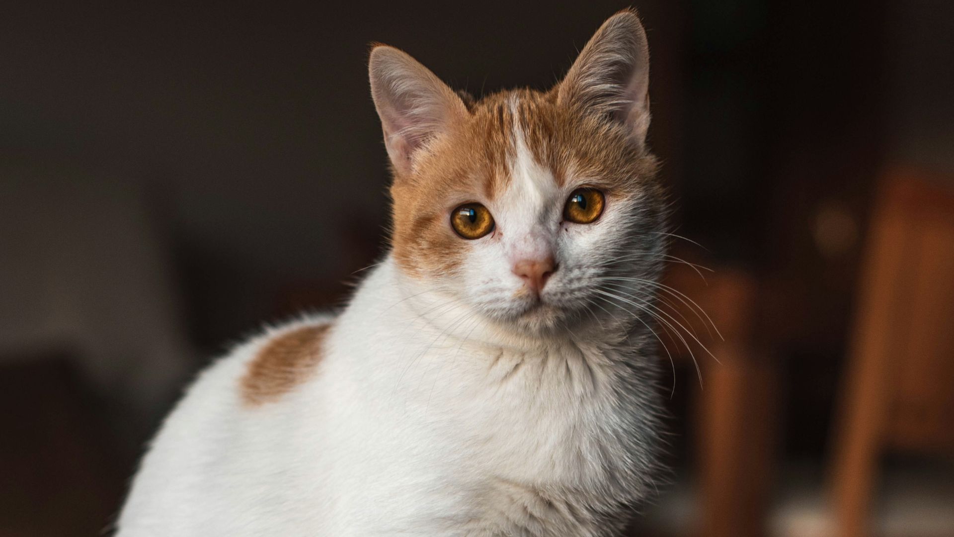 Почему коты ненавидят закрытые двери - Интересное 24 Почему коты ненавидят закрытые двери - Интересное 24