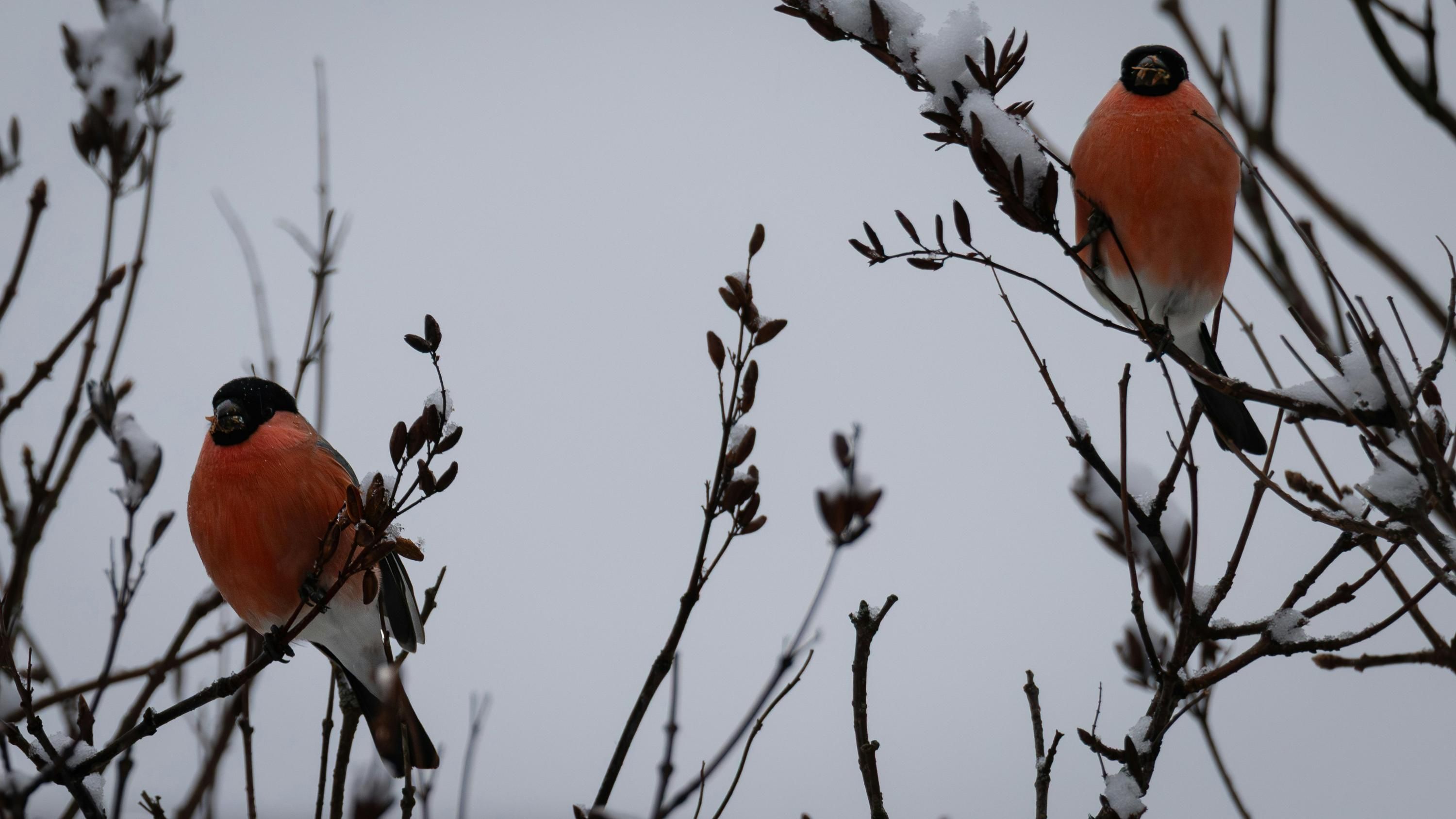 Их считают символом украинской зимы: куда исчезли снегири