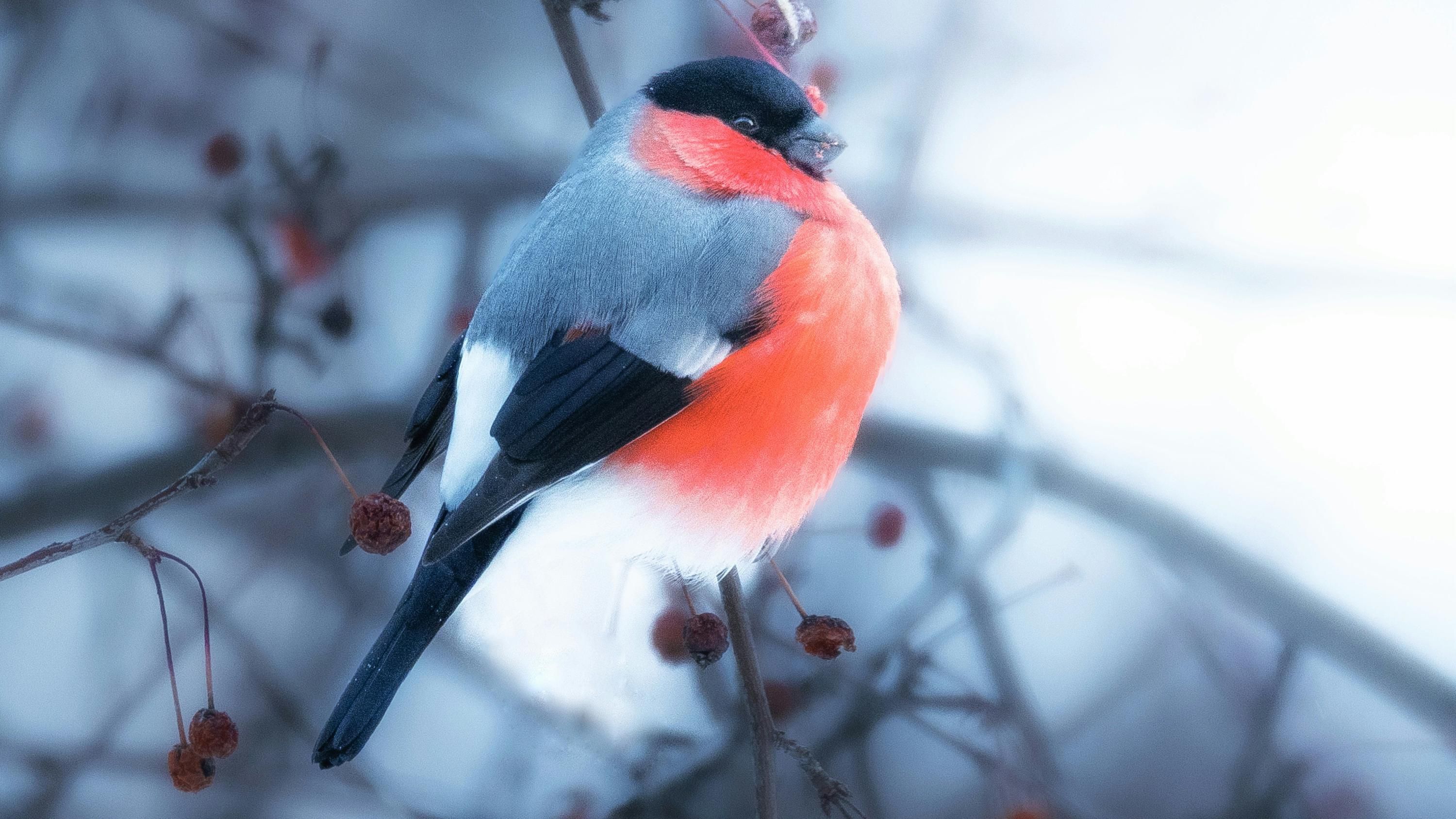 Не символ России: как Москва украла украинского снегиря