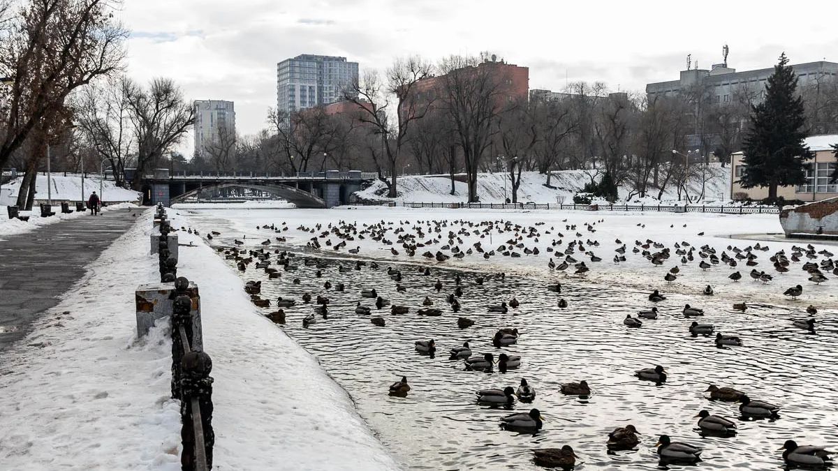 Они также страдают от морозов: сотни птиц оккупировали незамерзшие водоемы Они также страдают от морозов: сотни птиц оккупировали незамерзшие водоемы