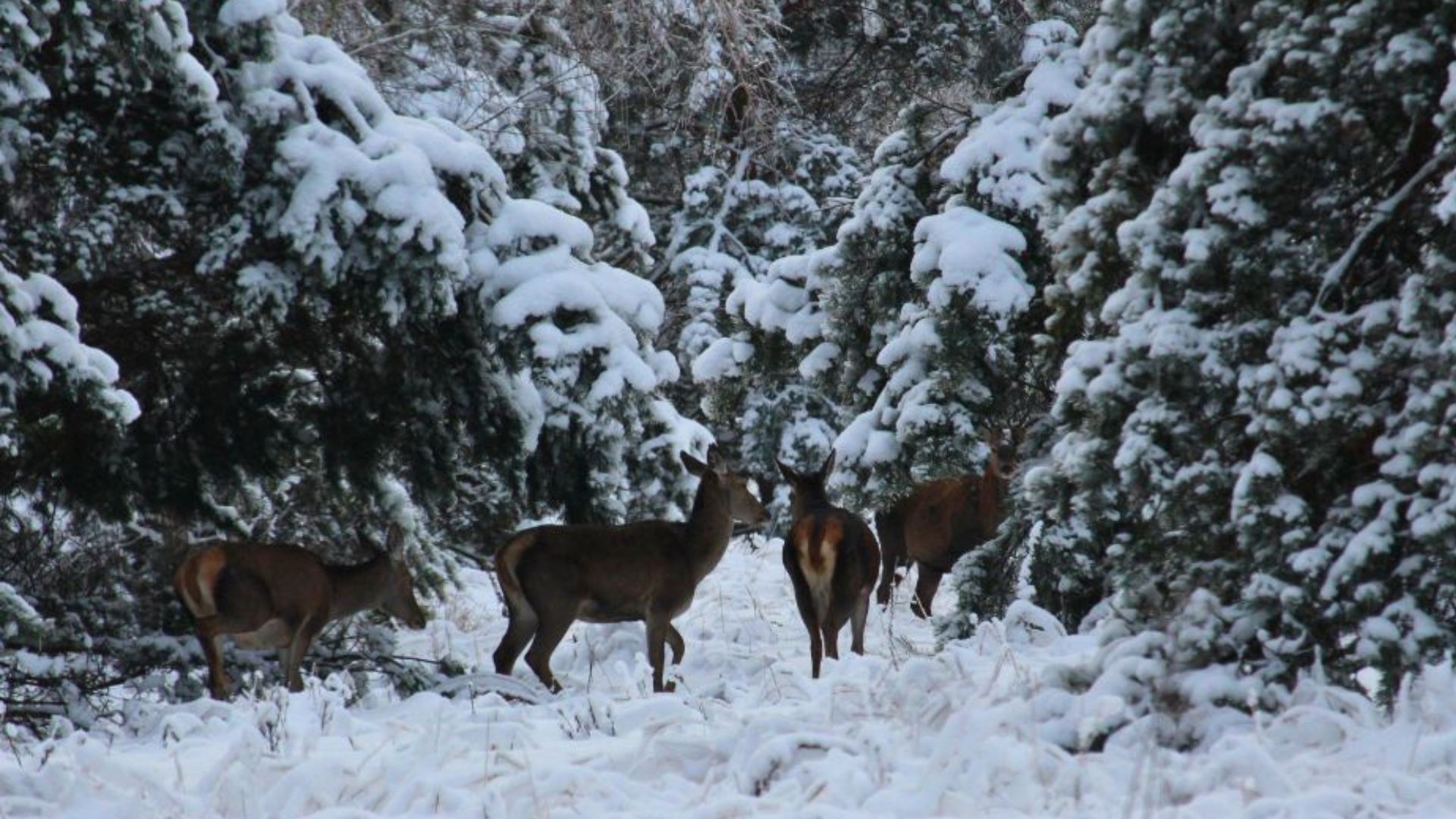 Возле Чернобыля зафиксировали оленей - Интересное 24 Возле Чернобыля зафиксировали оленей - Интересное 24