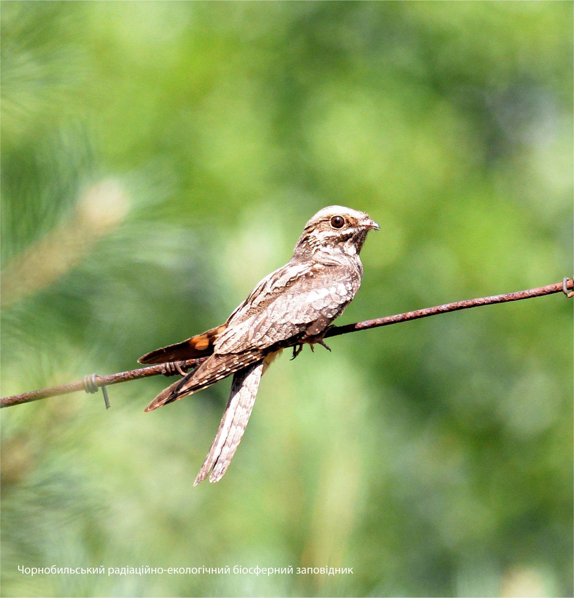 Дримлюга - очень оригинальная и необычная внешне птица - Интересное 24 Дримлюга - очень оригинальная и необычная внешне птица - Интересное 24