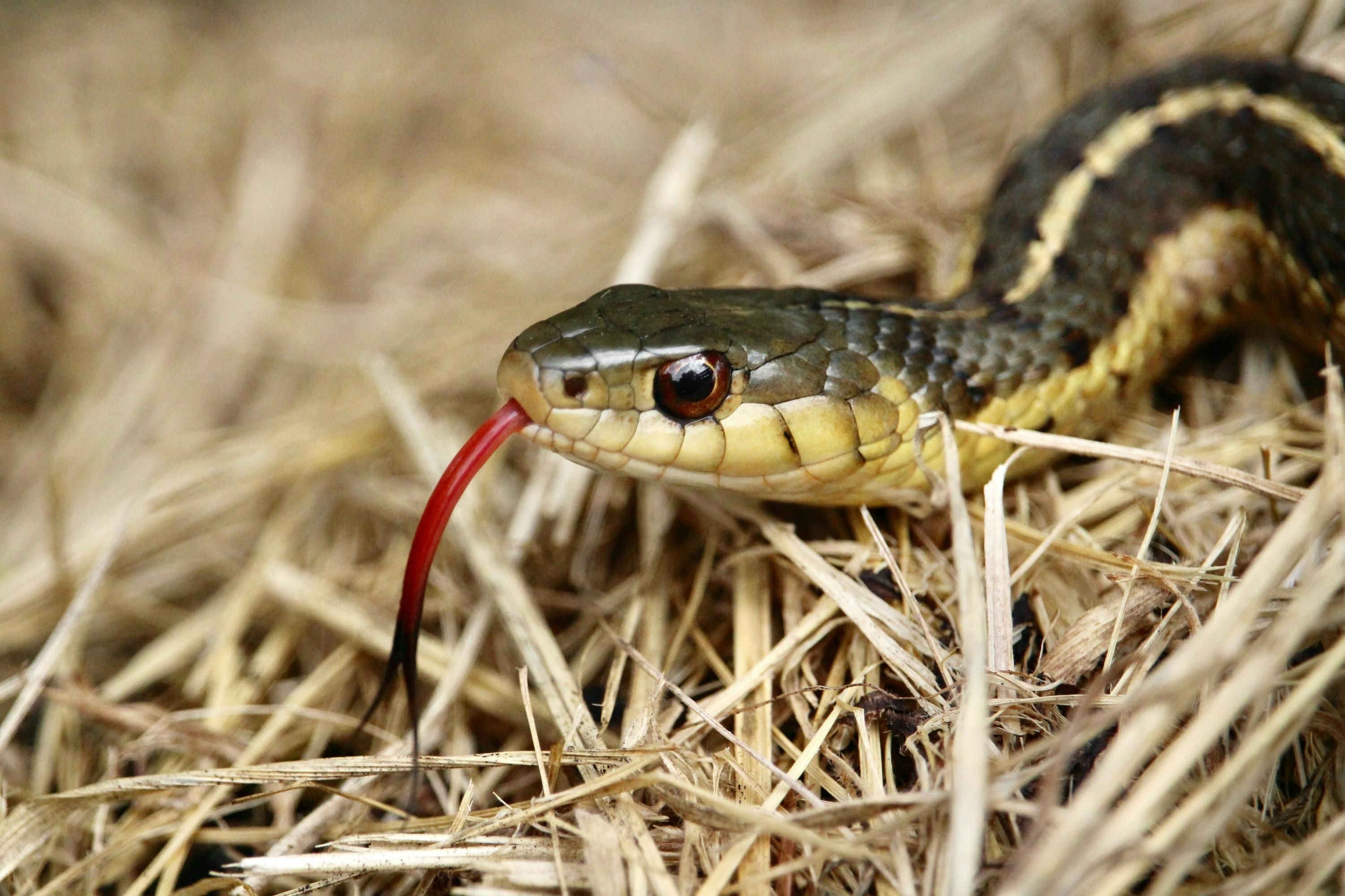 Підв'язкова змія