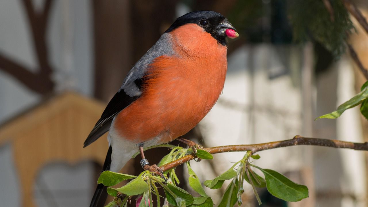 Чому ми бачимо снігурів лише взимку та куди вони зникають улітку Чому ми бачимо снігурів лише взимку та куди вони зникають улітку