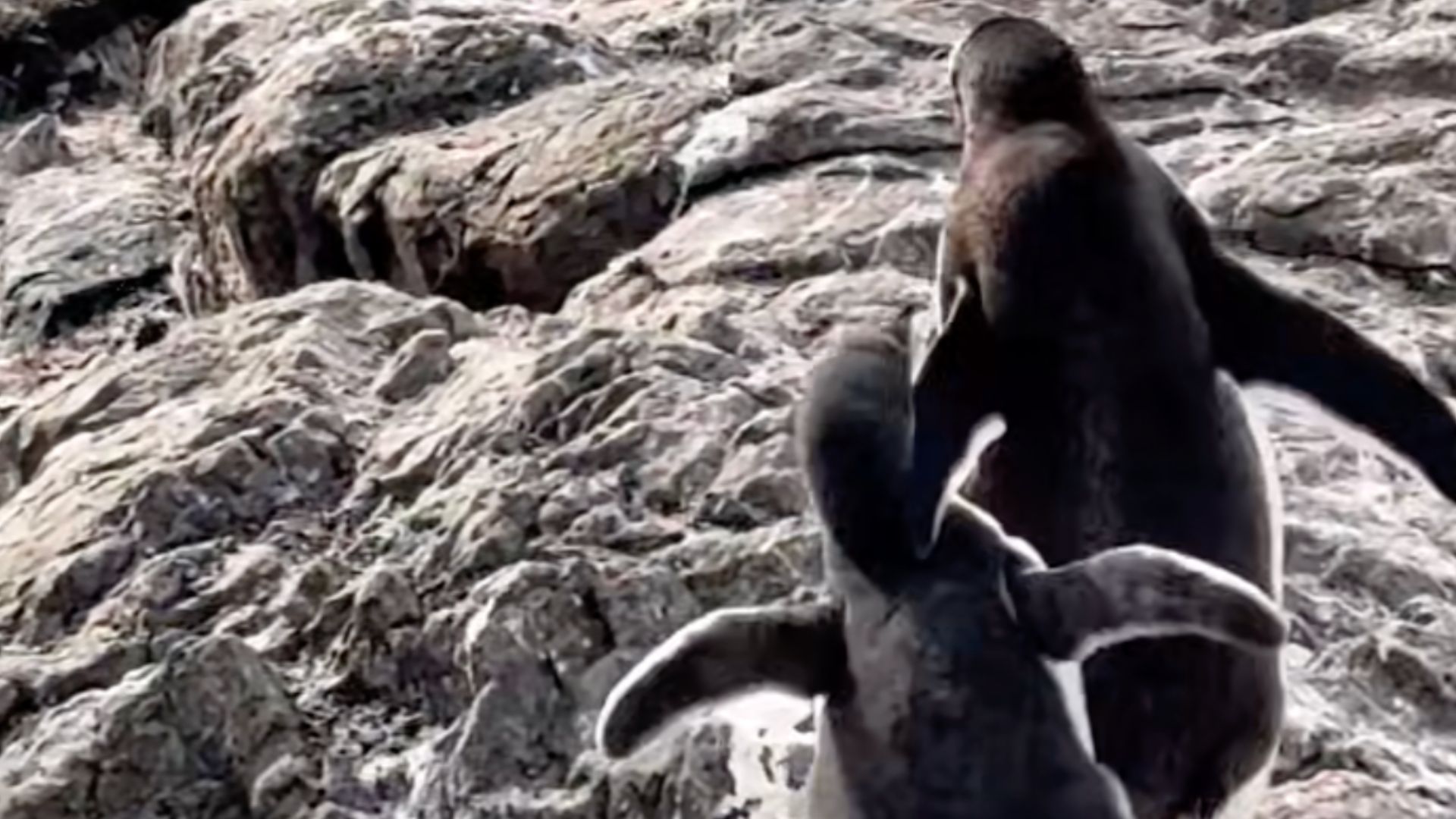 Пінгвін годує свого малюка, а потім починає тікати