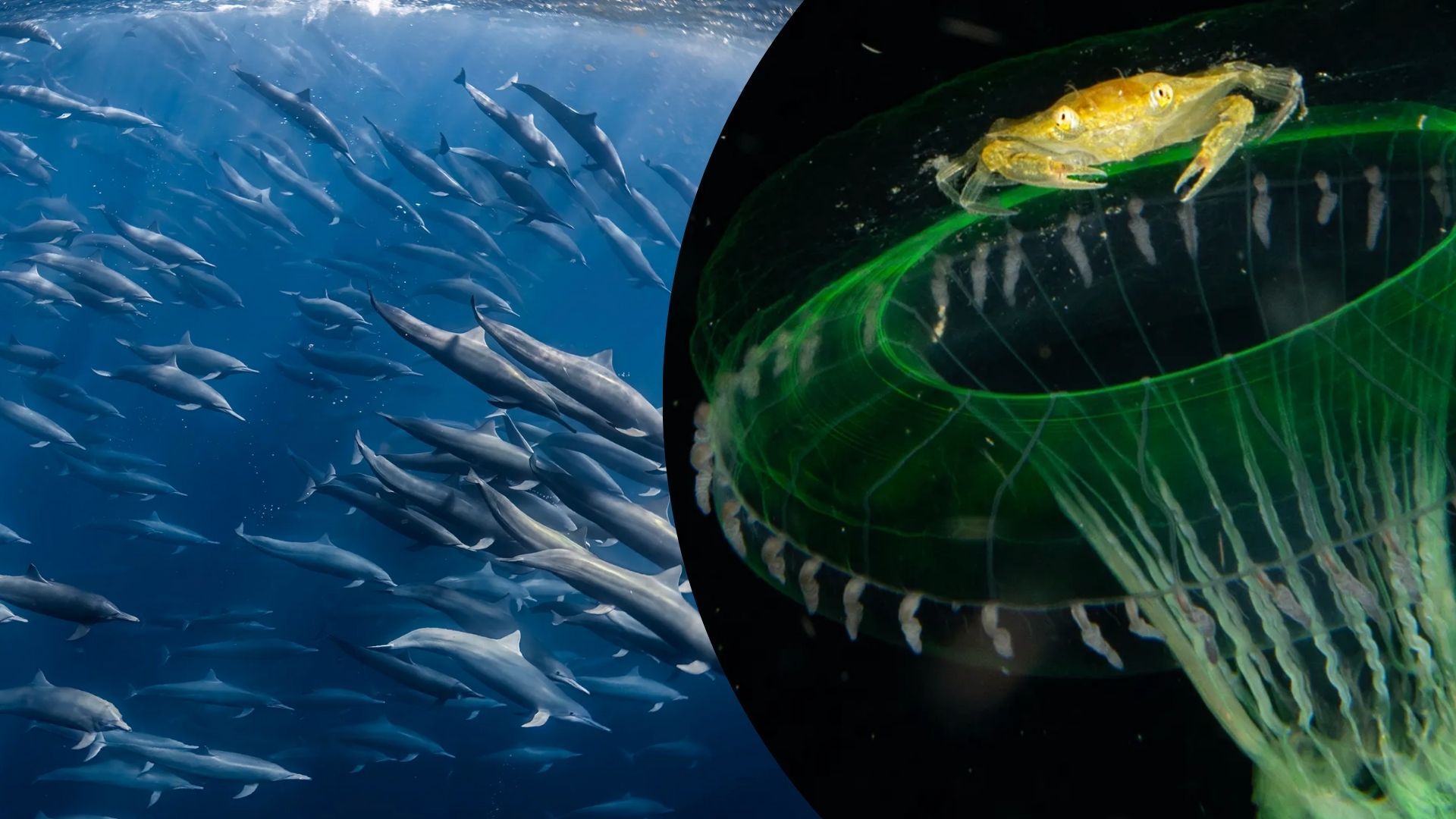 Контрасти дикої природи з конкурсу природничої фотографії - Цікаве 24 Контрасти дикої природи з конкурсу природничої фотографії - Цікаве 24