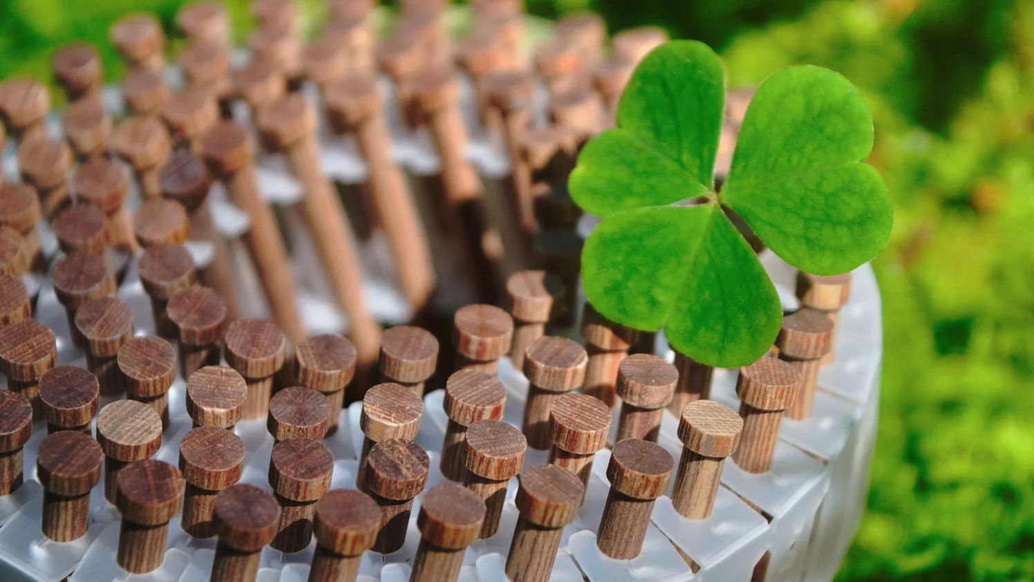 Технология Lignoloc: одни из самых крепких гвоздей в мире сделаны из дерева