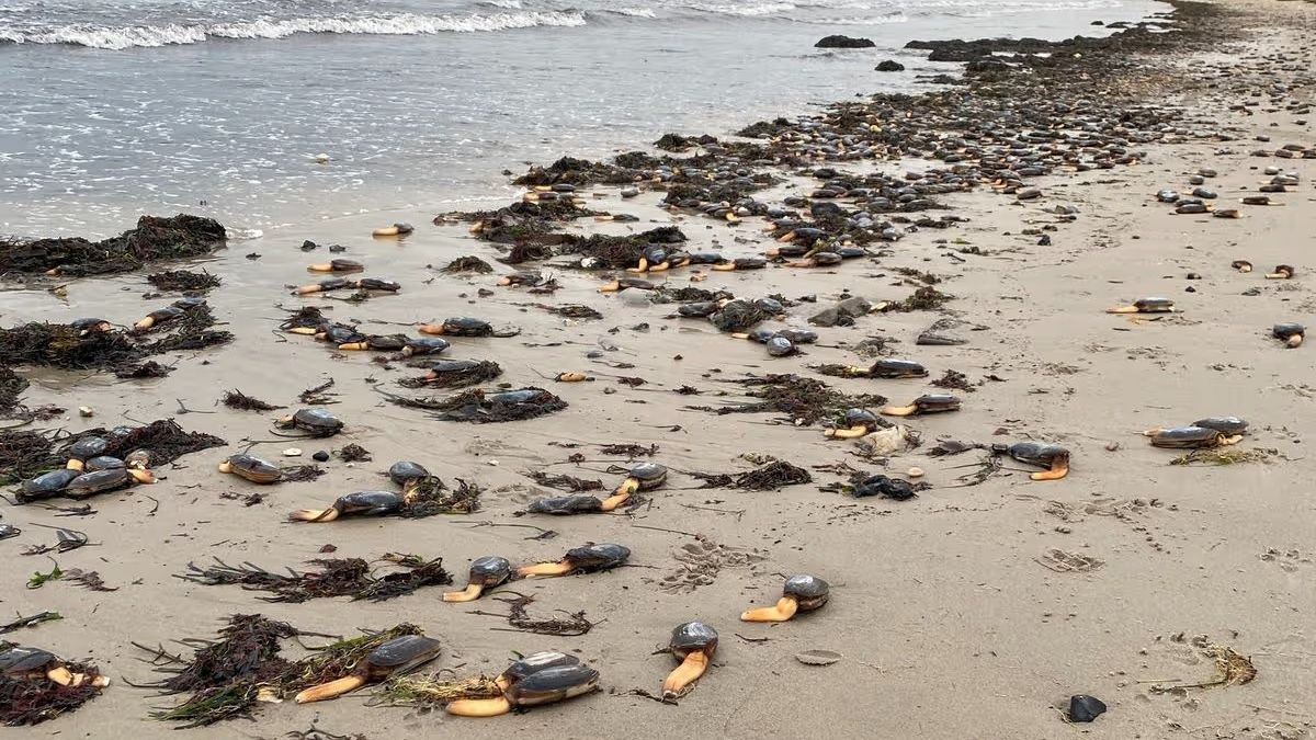 На пляж в Британии выбросило тысячи редких одноногих монстров На пляж в Британии выбросило тысячи редких одноногих монстров