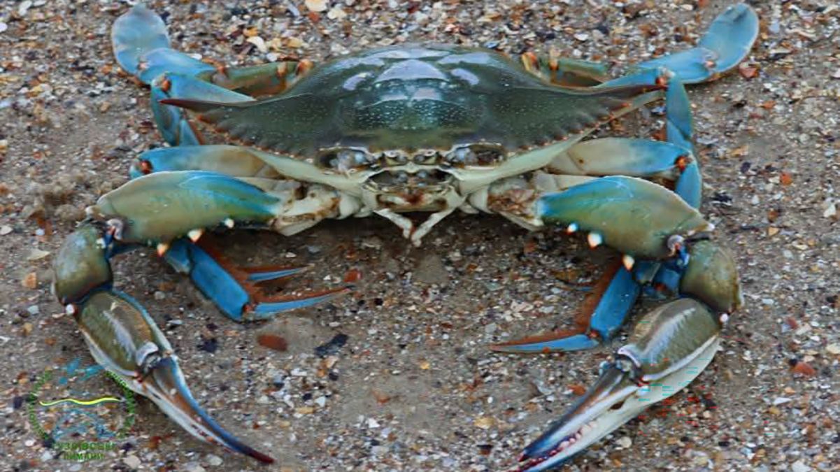 Красивий, але дуже небезпечний: у Чорному морі помітили блакитного краба з Атлантики Красивий, але дуже небезпечний: у Чорному морі помітили блакитного краба з Атлантики