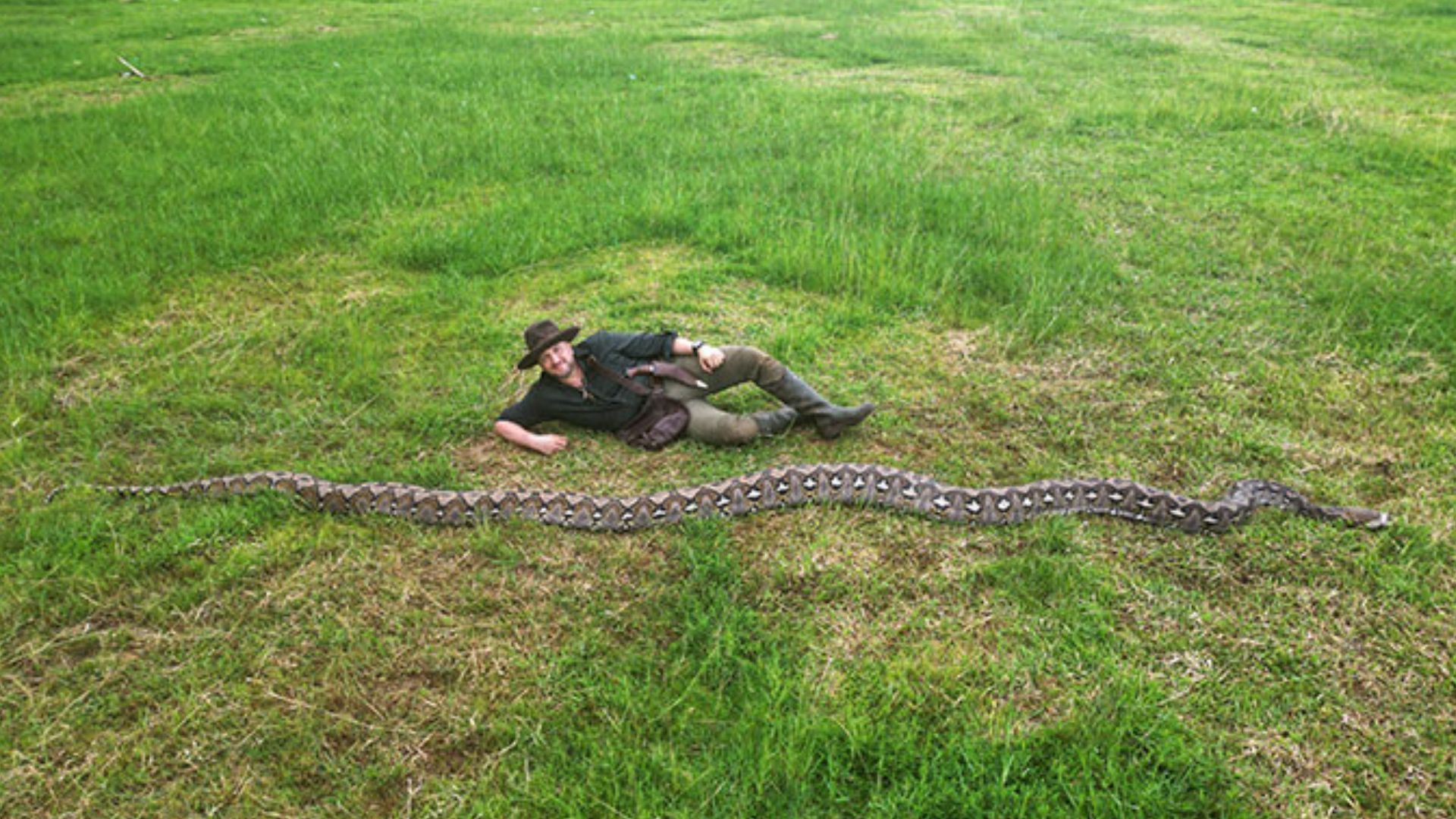 Найдена самая длинная дикая змея в мире - Интересное 24