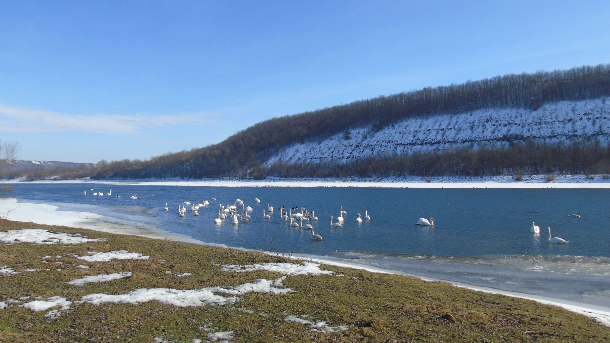На Днестре впервые заметили краснокнижного нерозня и редких казарок