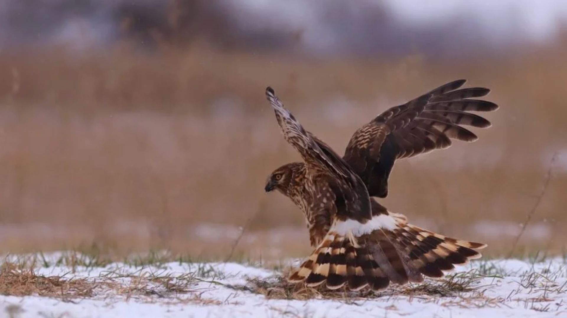 На Дніпропетровщині помітили унікального хижака