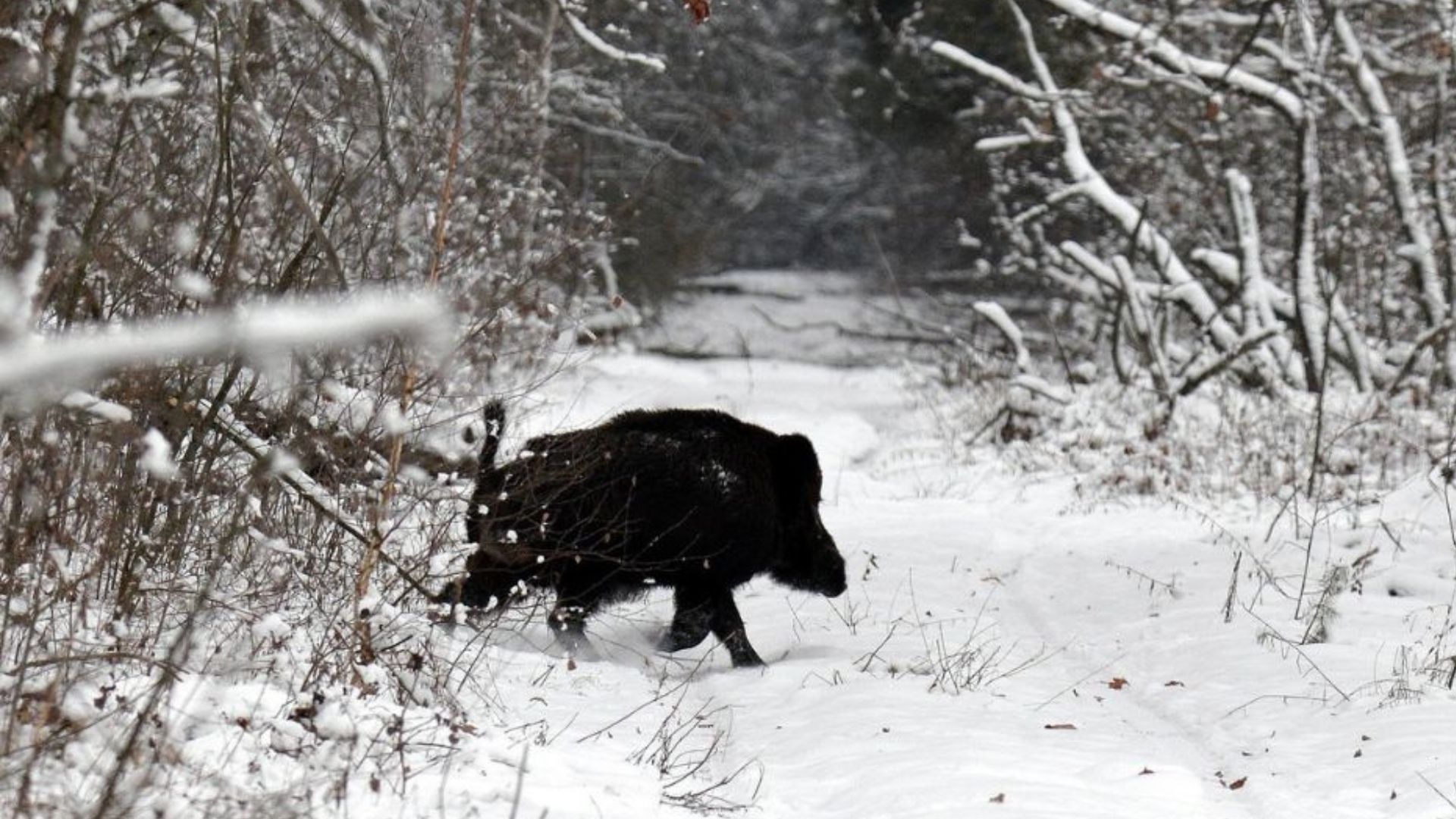 Возле Чернобыля увидели дикое животное - Интересное 24